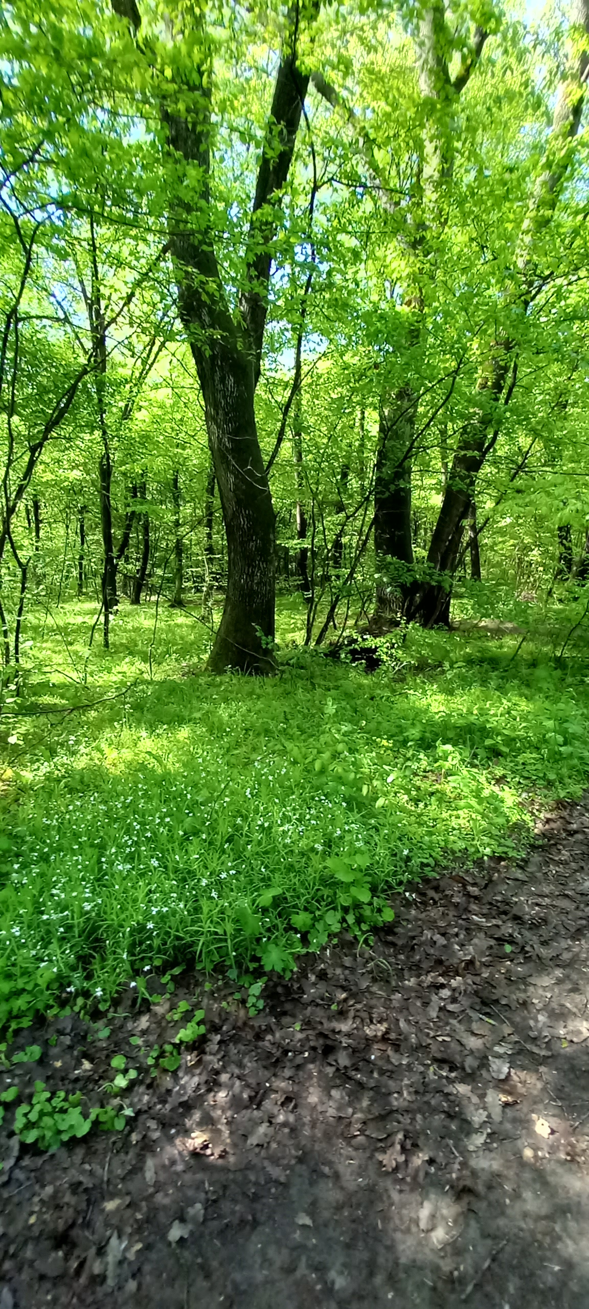 traseu educativ baile felix (21)