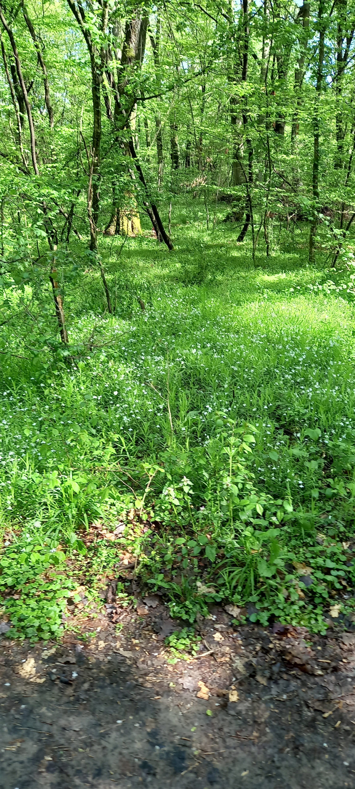 traseu educativ baile felix (25)