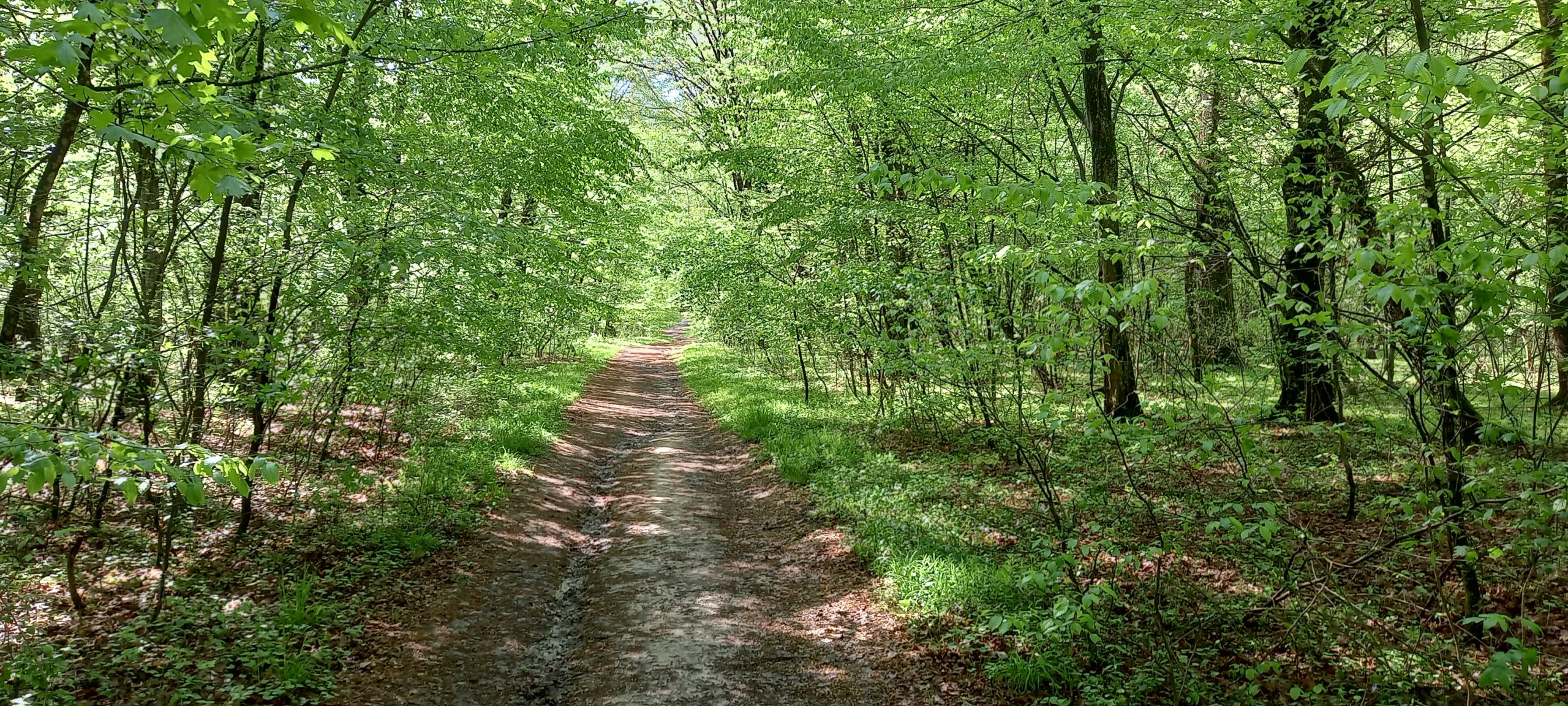 traseu educativ baile felix (27)