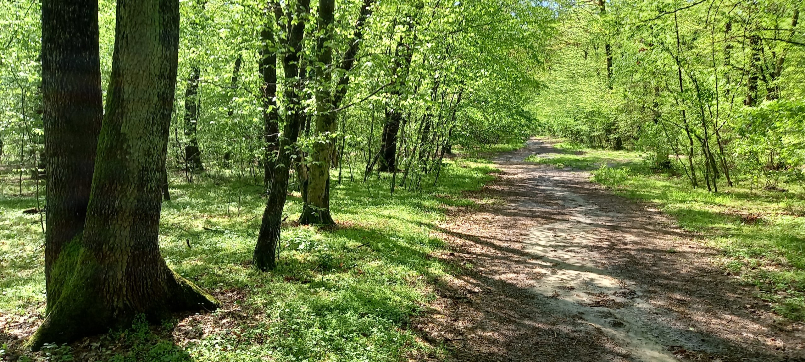 traseu educativ baile felix (28)