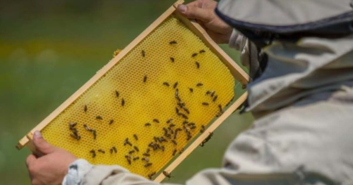 Ziua mondială a albinelor, cele mai importante viețuitoare de pe pământ ...