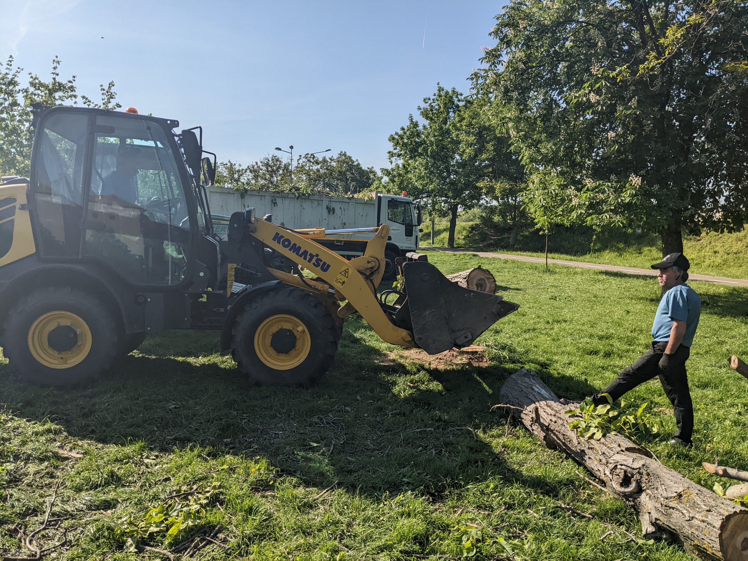 taiere copaci defrisare sovata oradea (1)