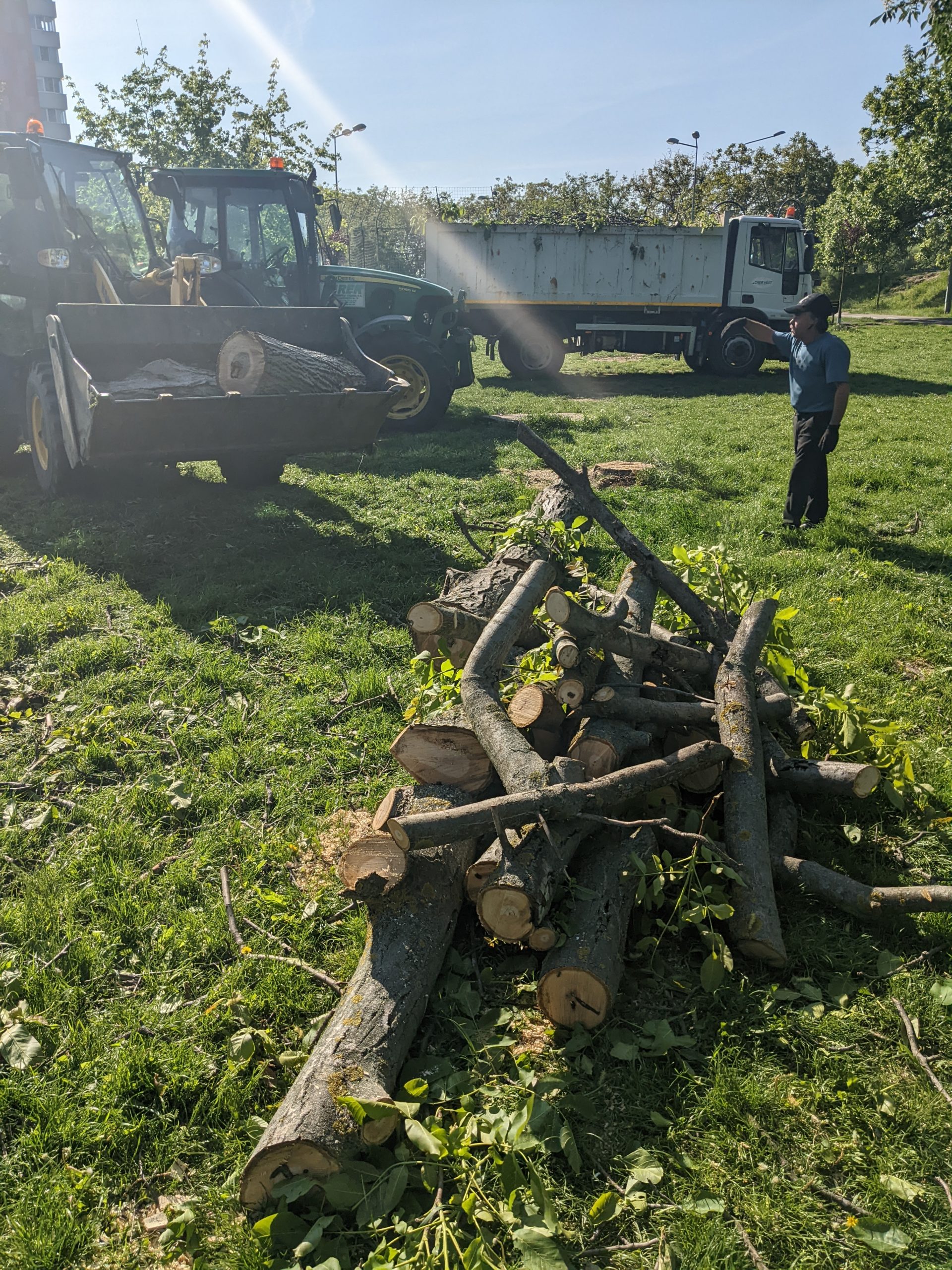 taiere copaci defrisare sovata oradea (2)