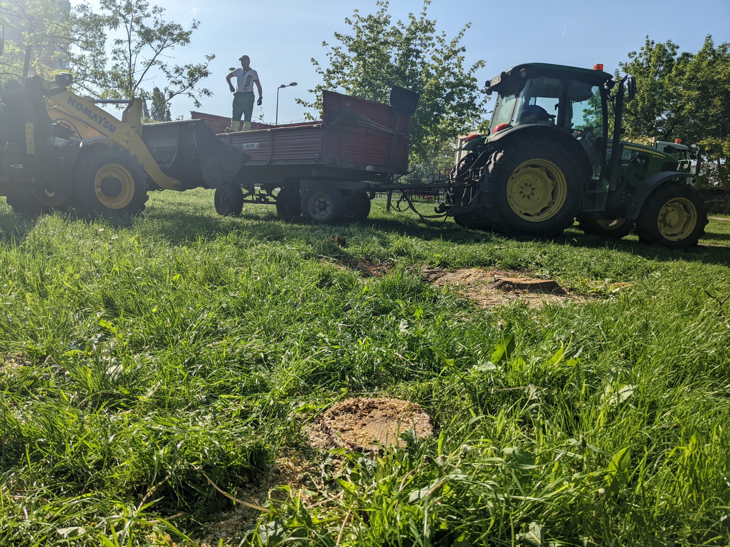 taiere copaci defrisare sovata oradea (3)