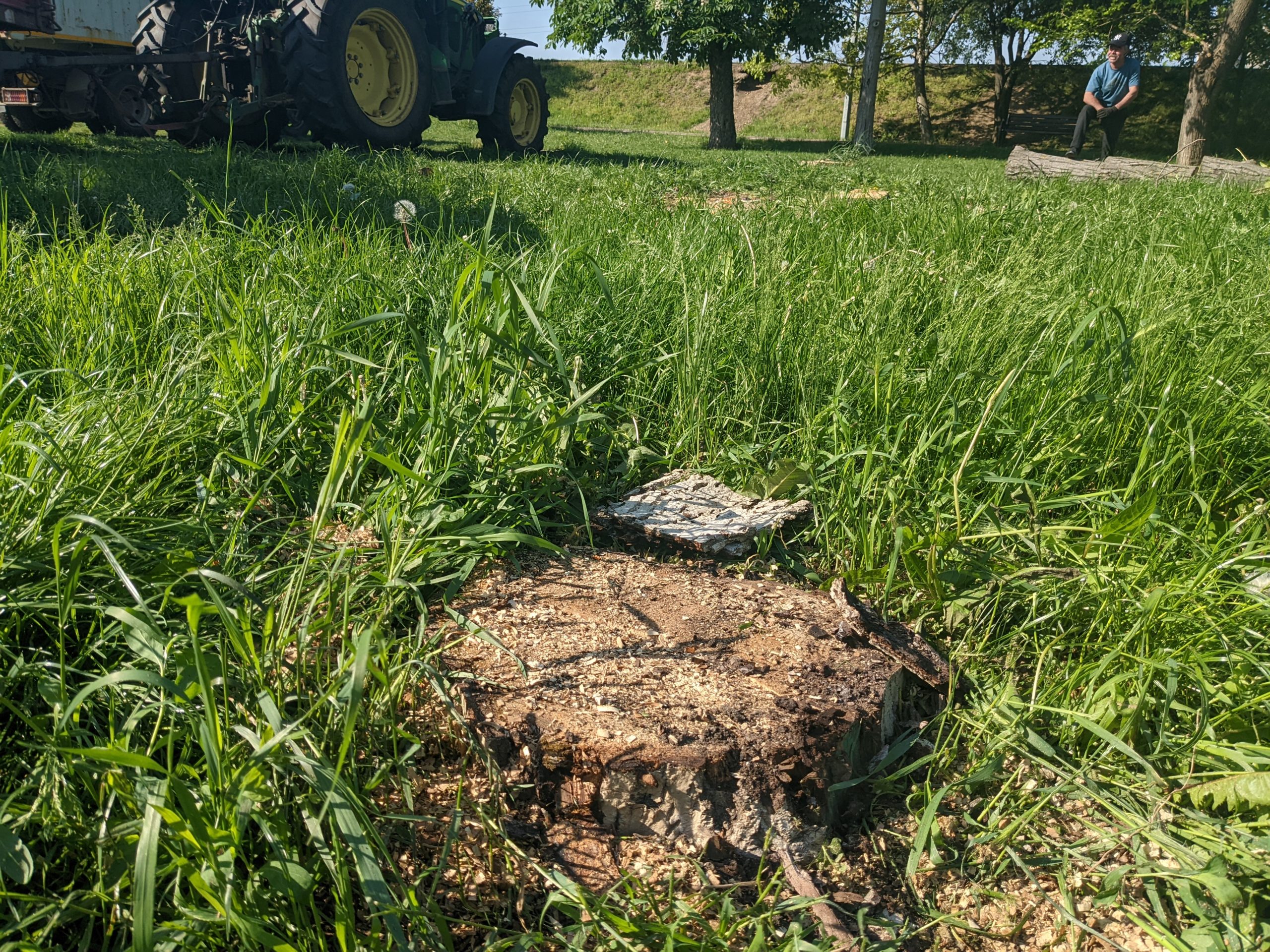 taiere copaci defrisare sovata oradea (4)