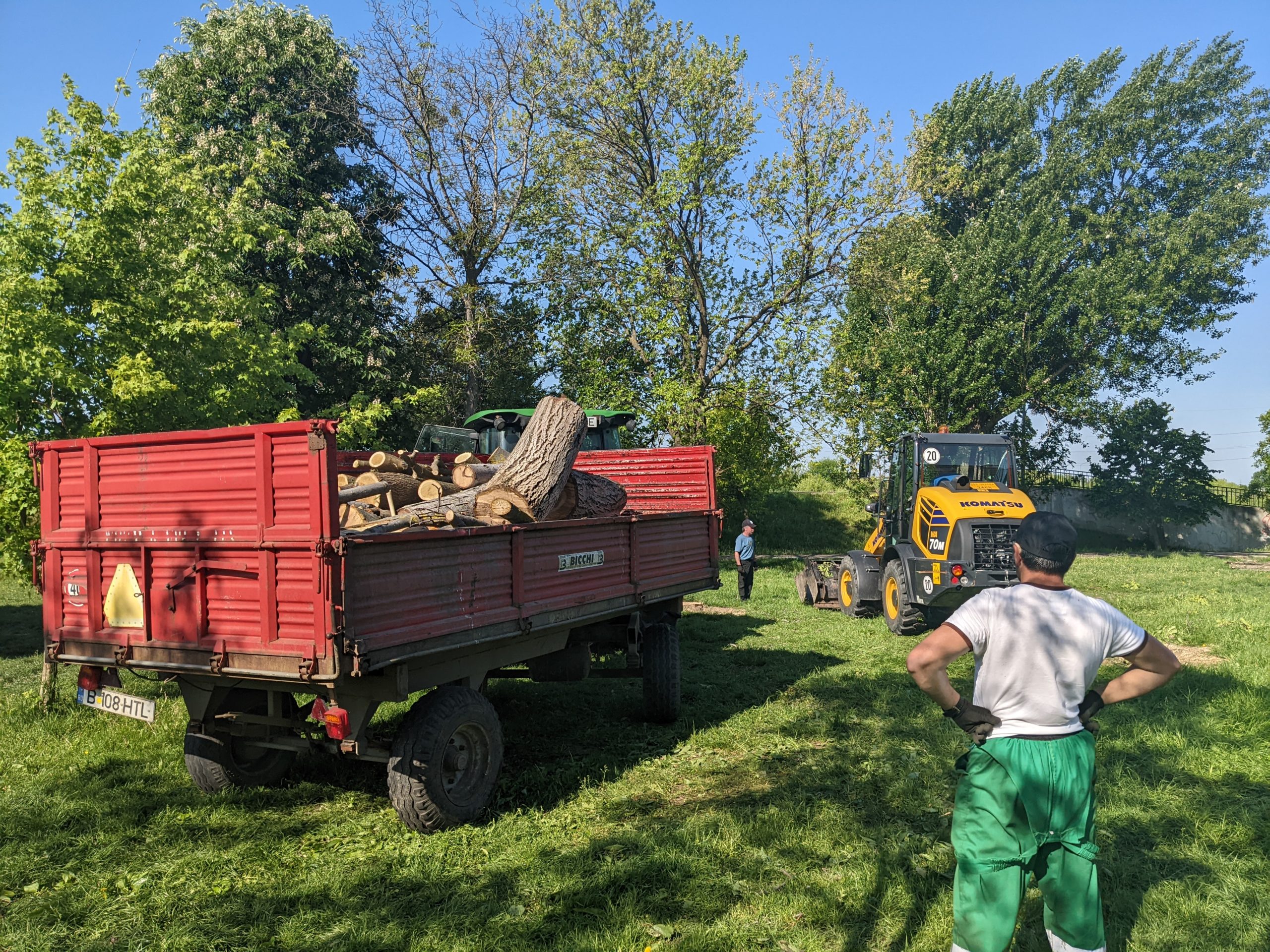 taiere copaci defrisare sovata oradea (5)