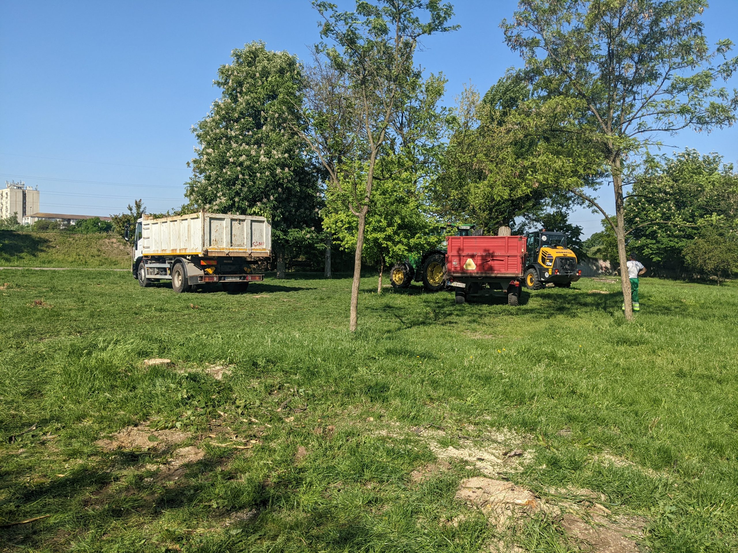 taiere copaci defrisare sovata oradea (6)