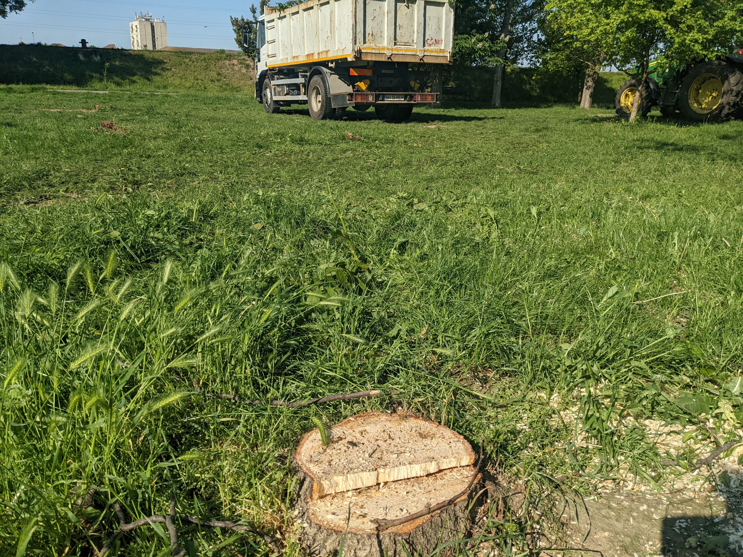 taiere copaci defrisare sovata oradea (8)