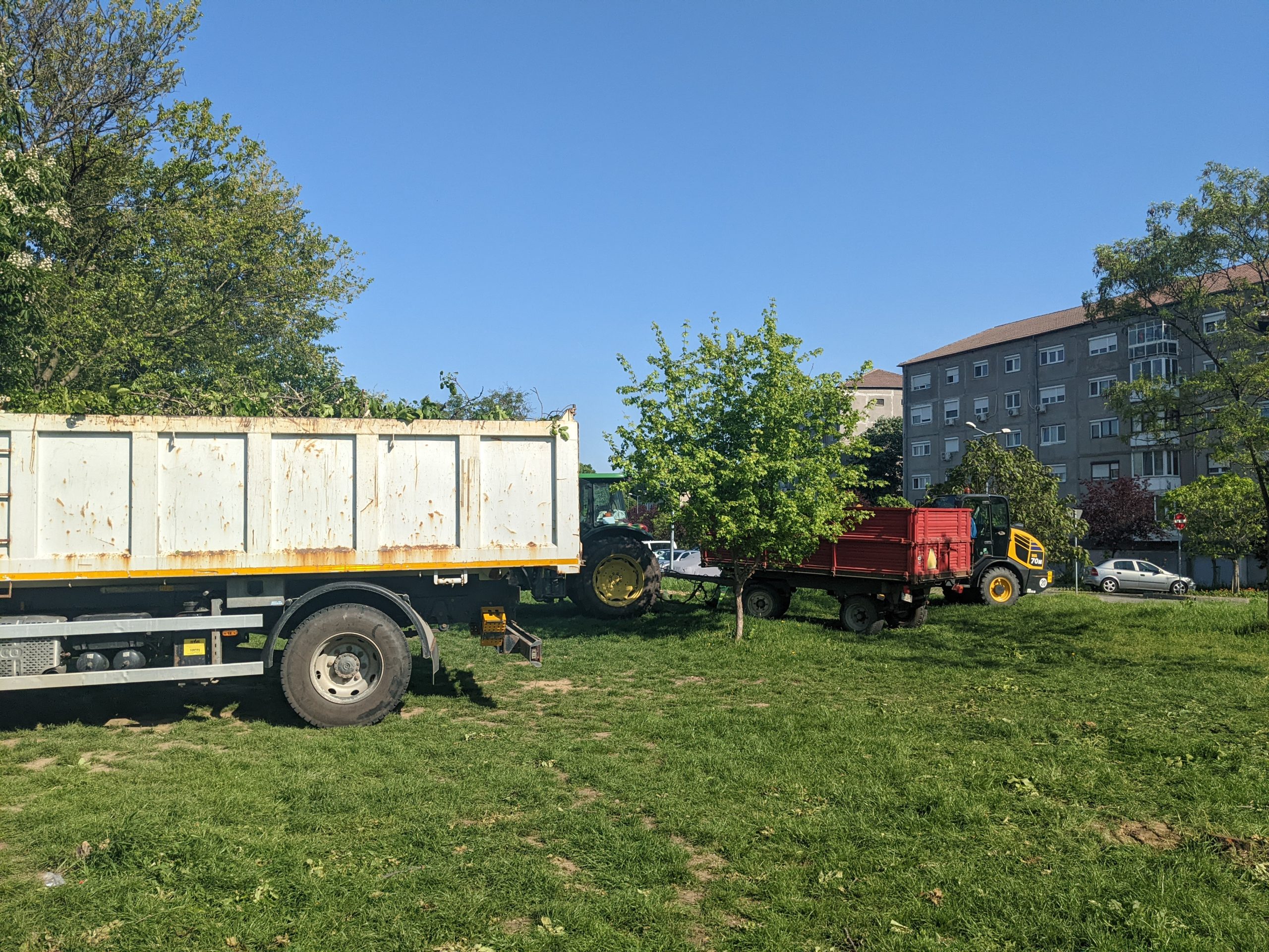 taiere copaci defrisare sovata oradea (9)