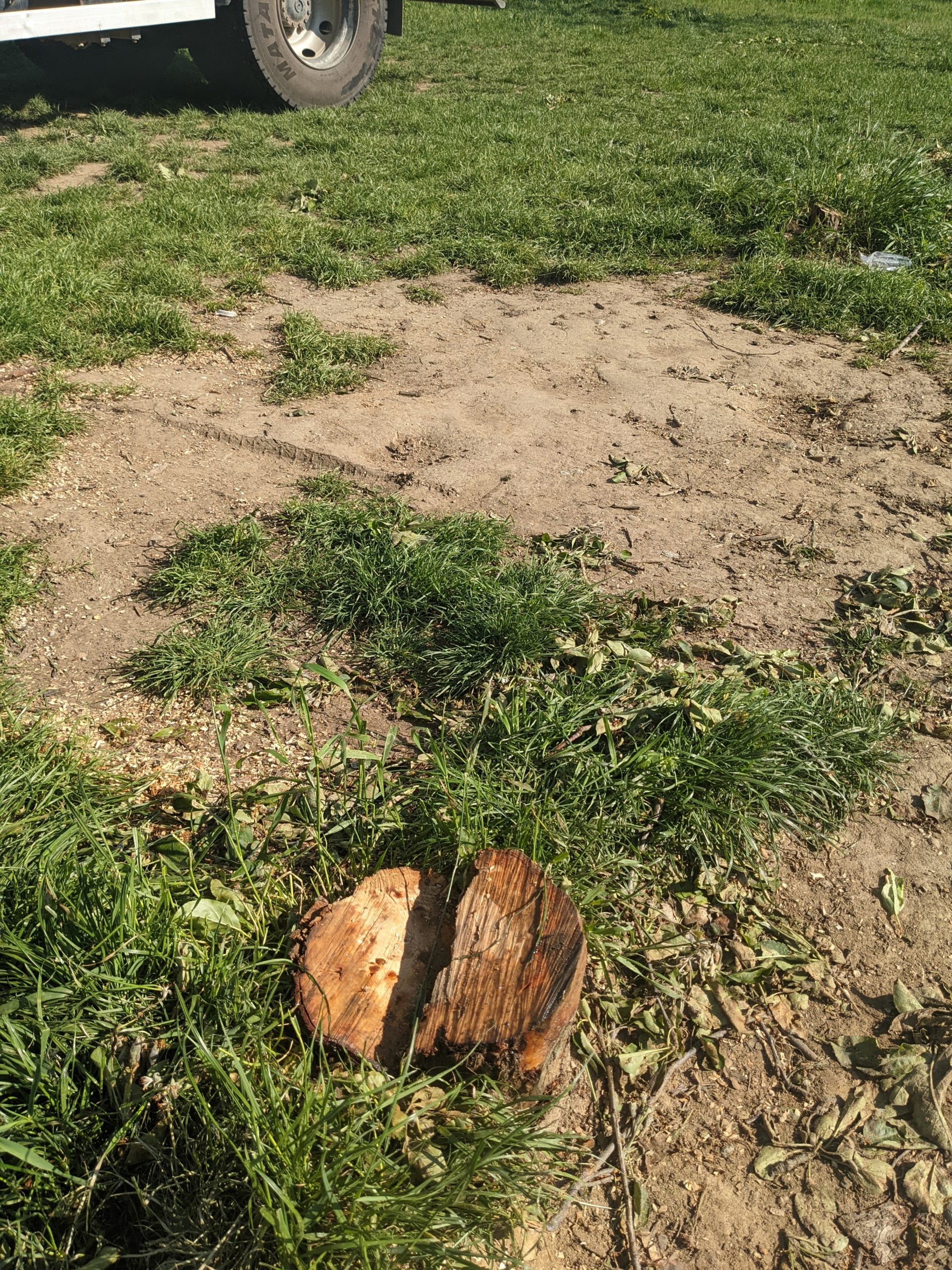 taiere copaci defrisare sovata oradea (10)