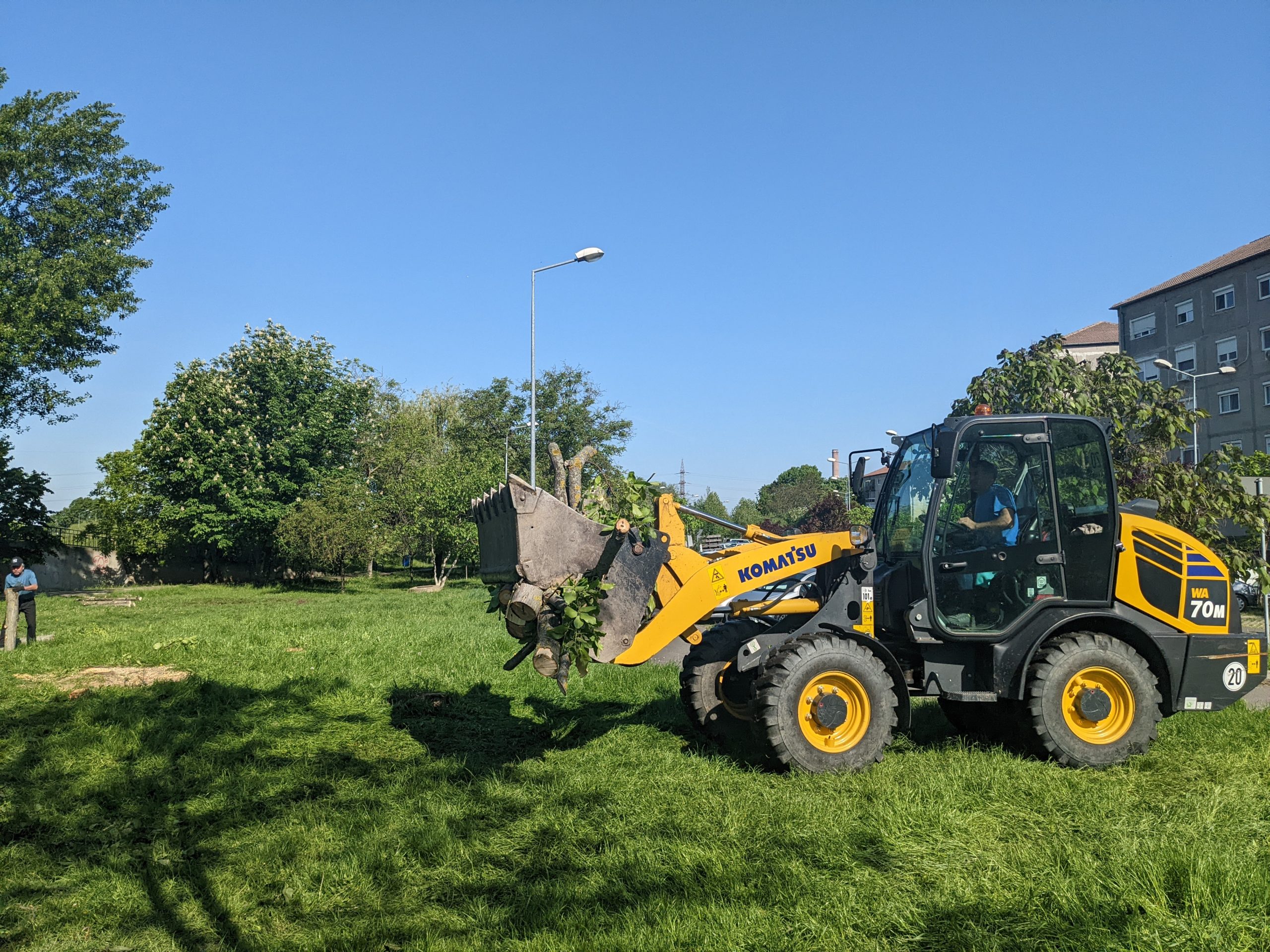 taiere copaci defrisare sovata oradea (11)
