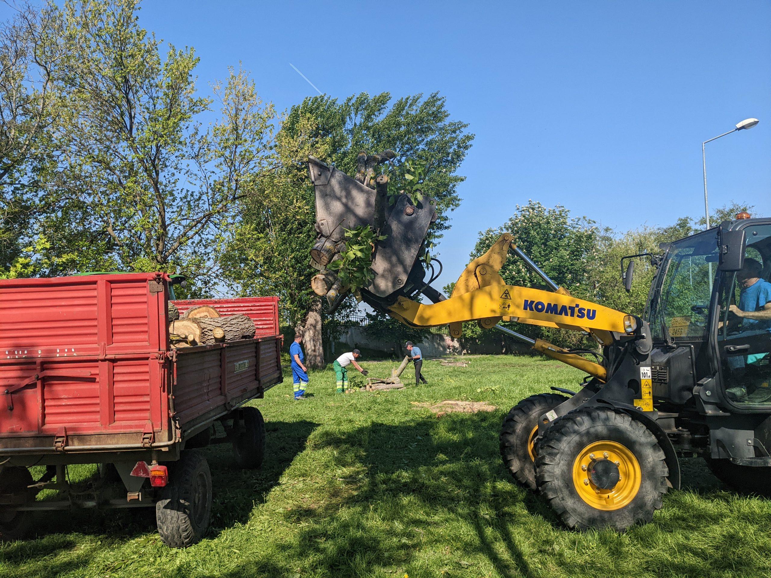 taiere copaci defrisare sovata oradea (12)