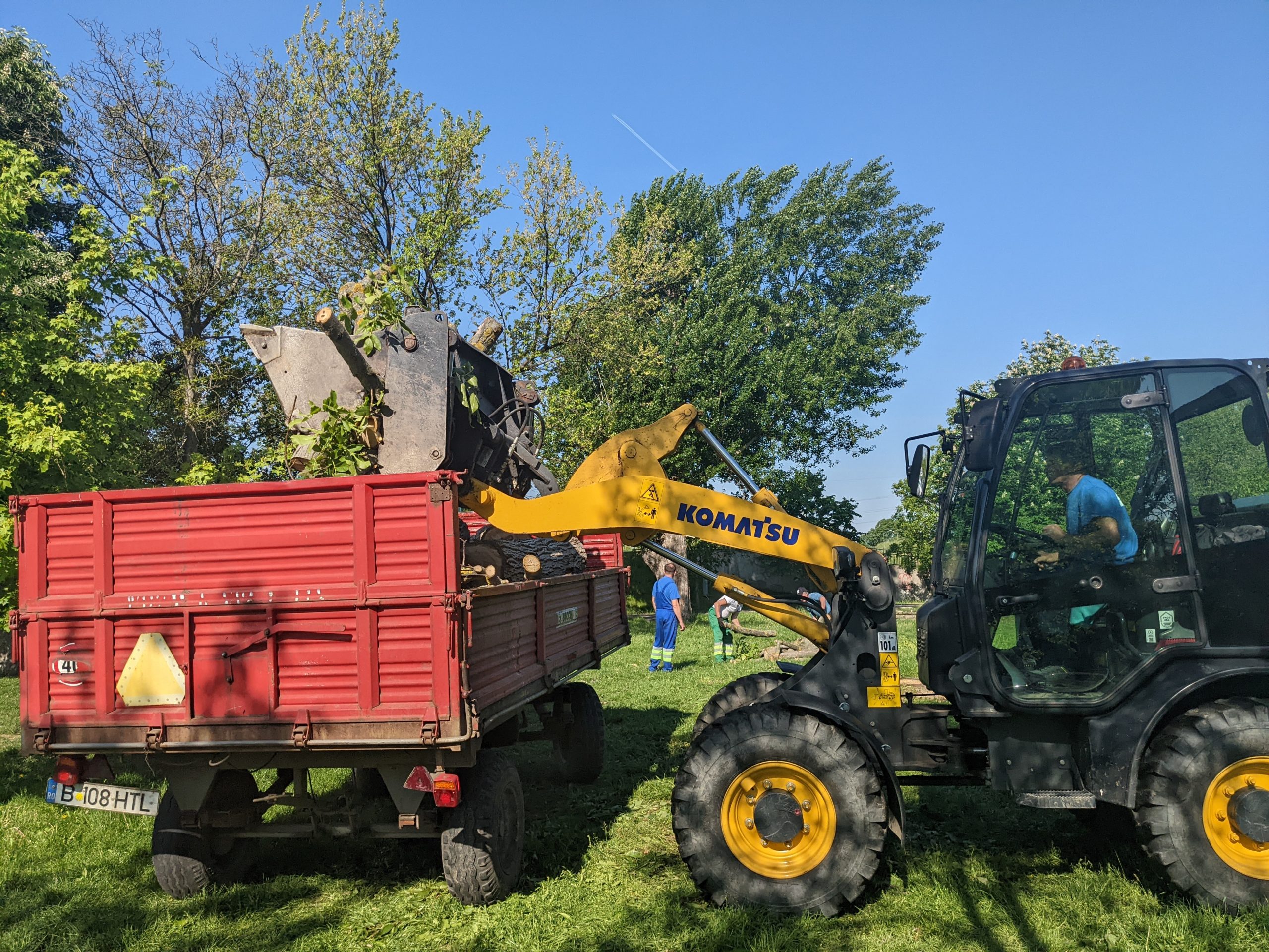 taiere copaci defrisare sovata oradea (13)