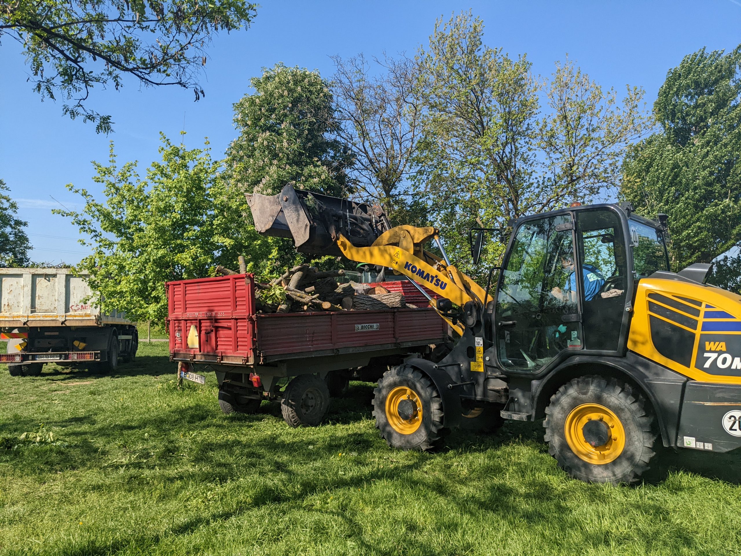 taiere copaci defrisare sovata oradea (14)
