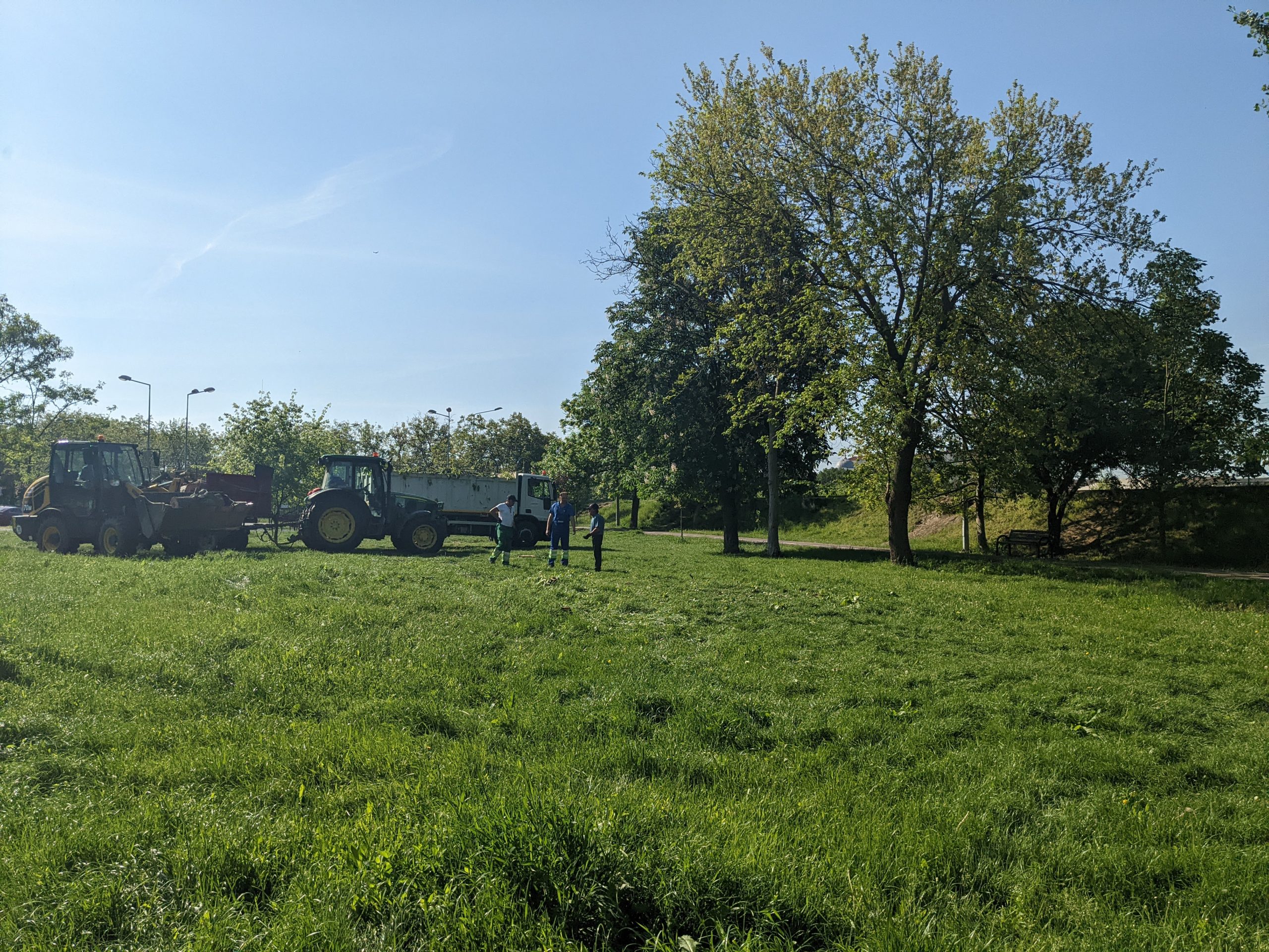 taiere copaci defrisare sovata oradea (15)