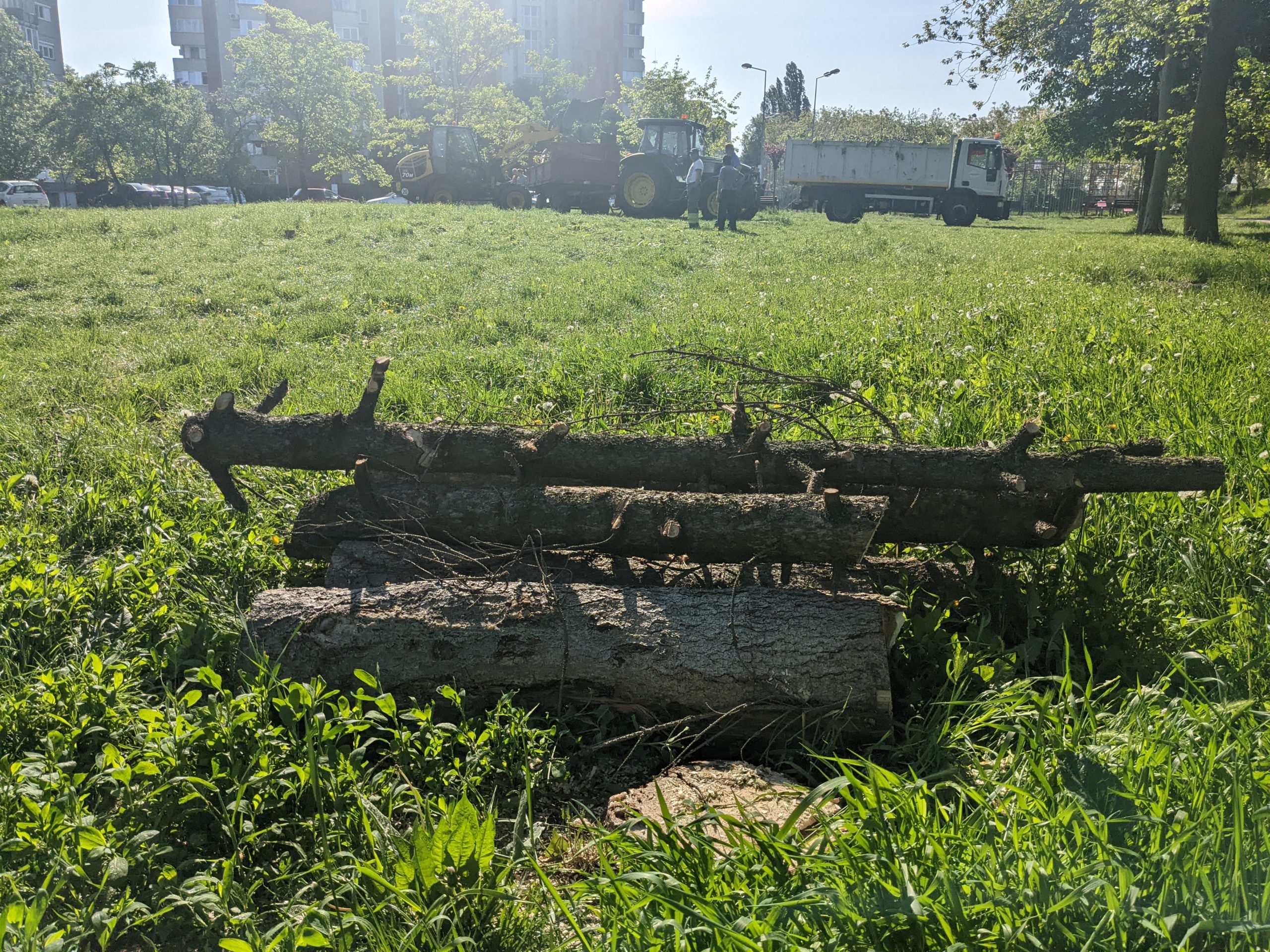 taiere copaci defrisare sovata oradea (16)