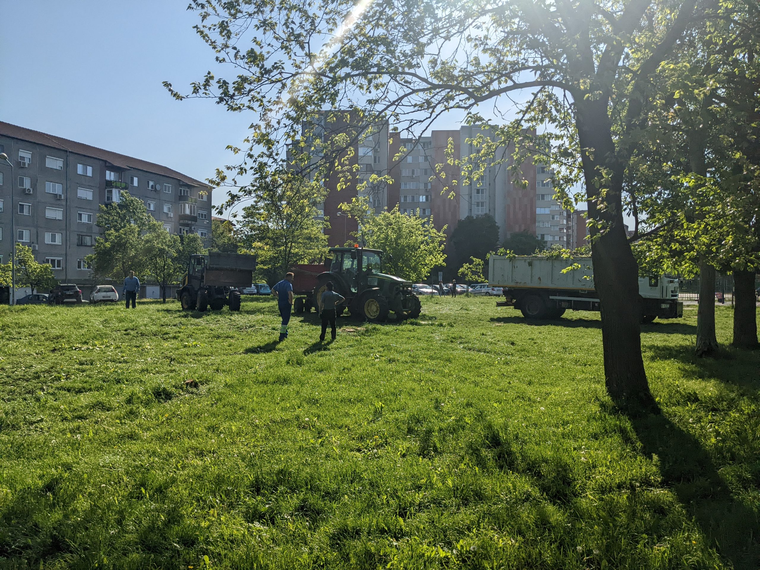 taiere copaci defrisare sovata oradea (17)