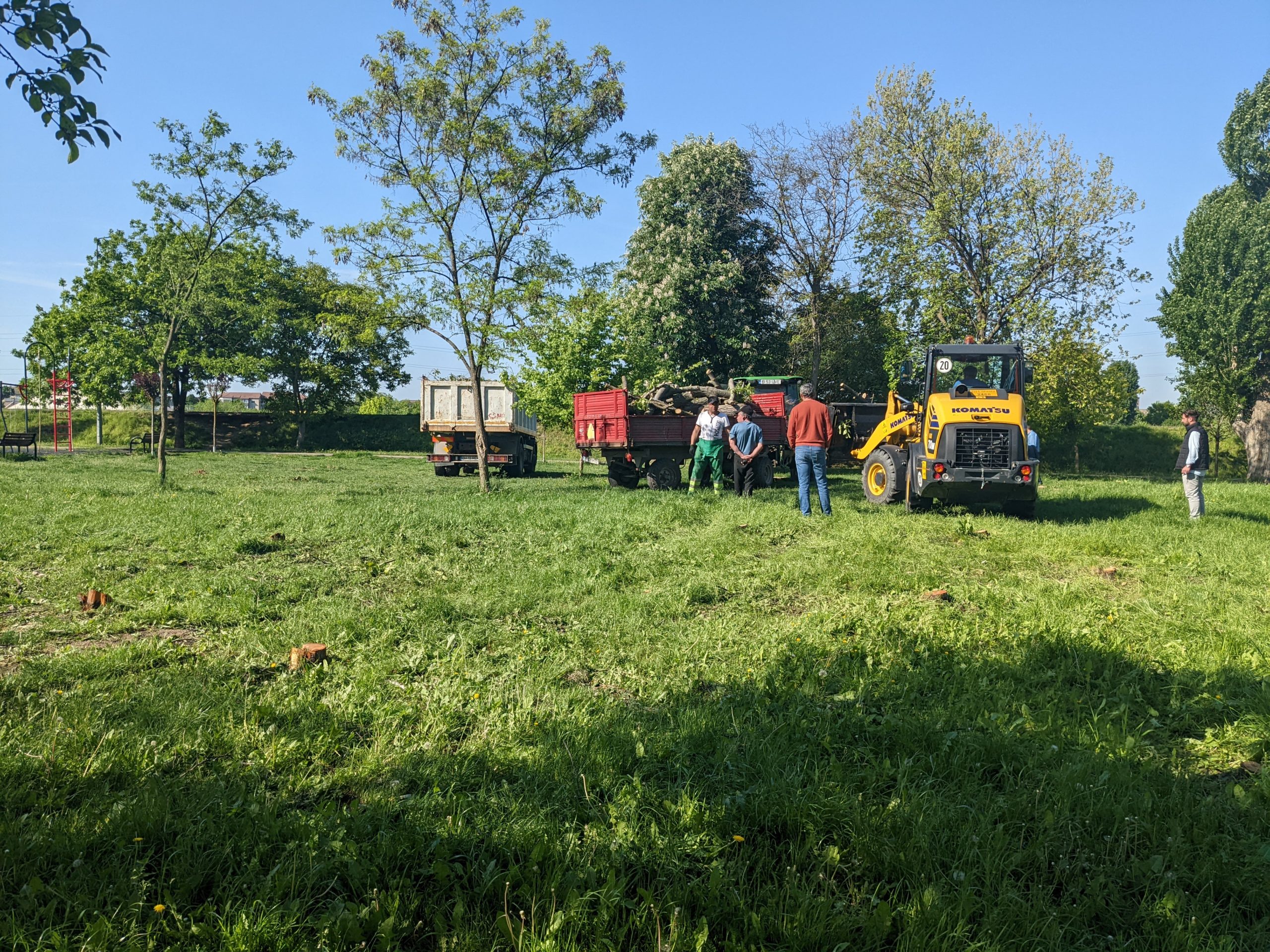 taiere copaci defrisare sovata oradea (18)