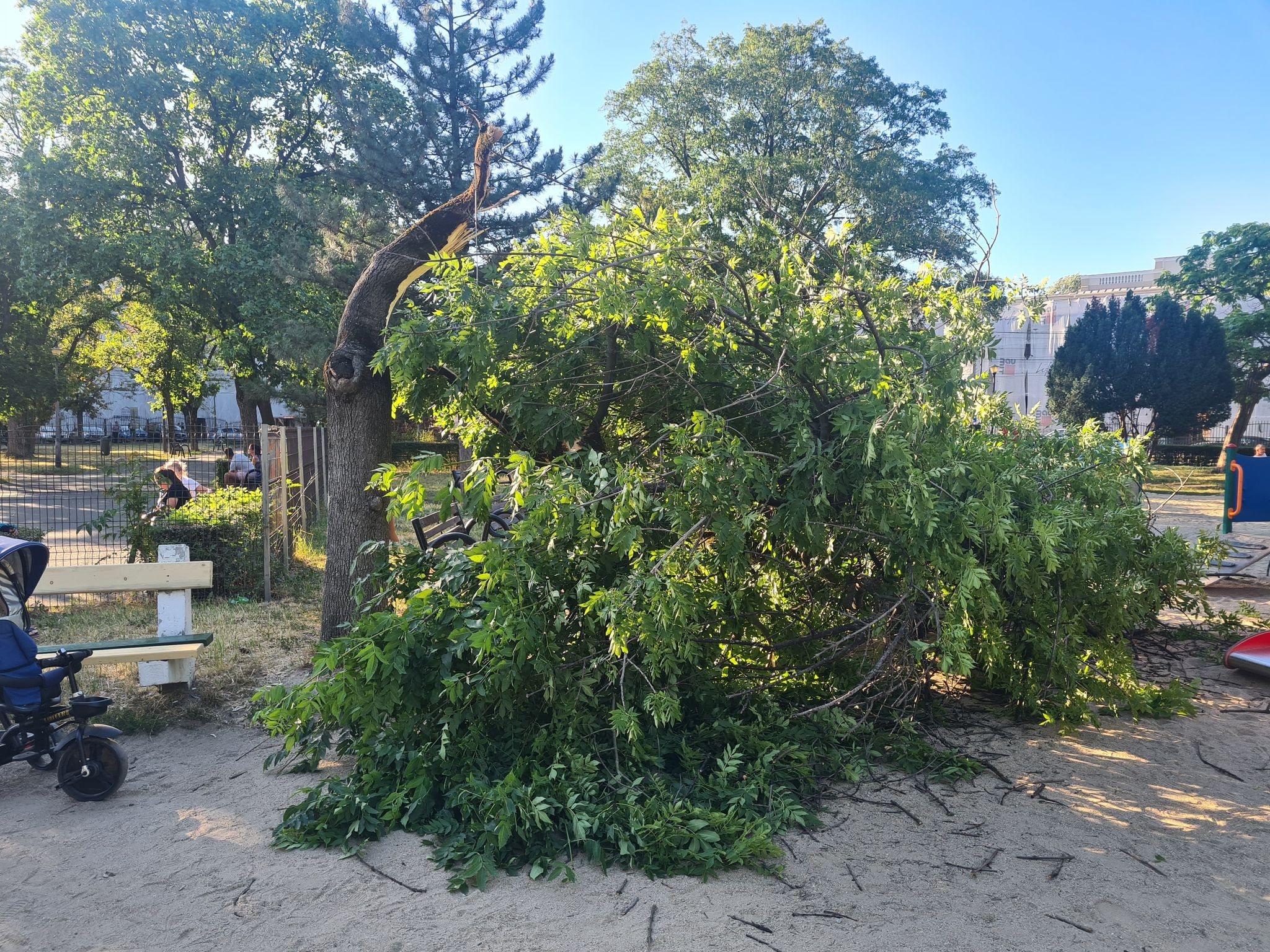 copac cazut parcul 1 decembrie