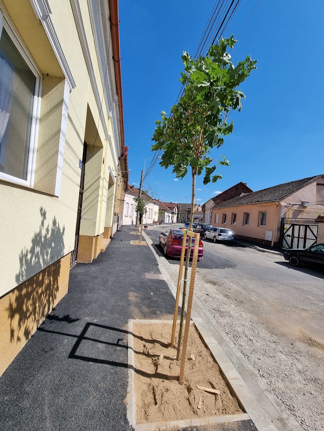 FOTO: Arbori plantați pe strada Tuberozelor 21.07.2022