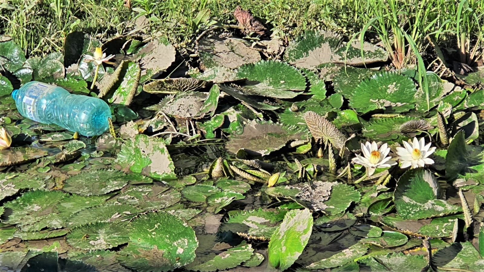 IMG-20220721-WA0005