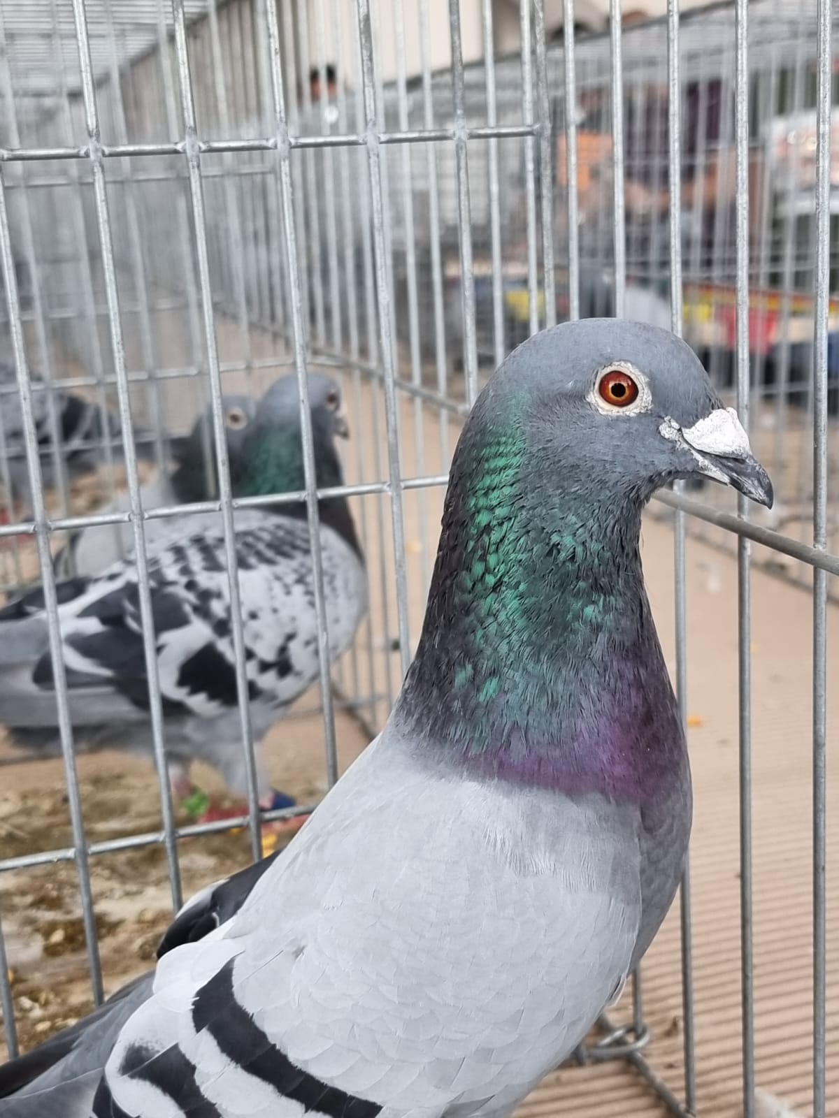 WhatsApp Image 2022-08-12 at 12.35.59 PM[1]