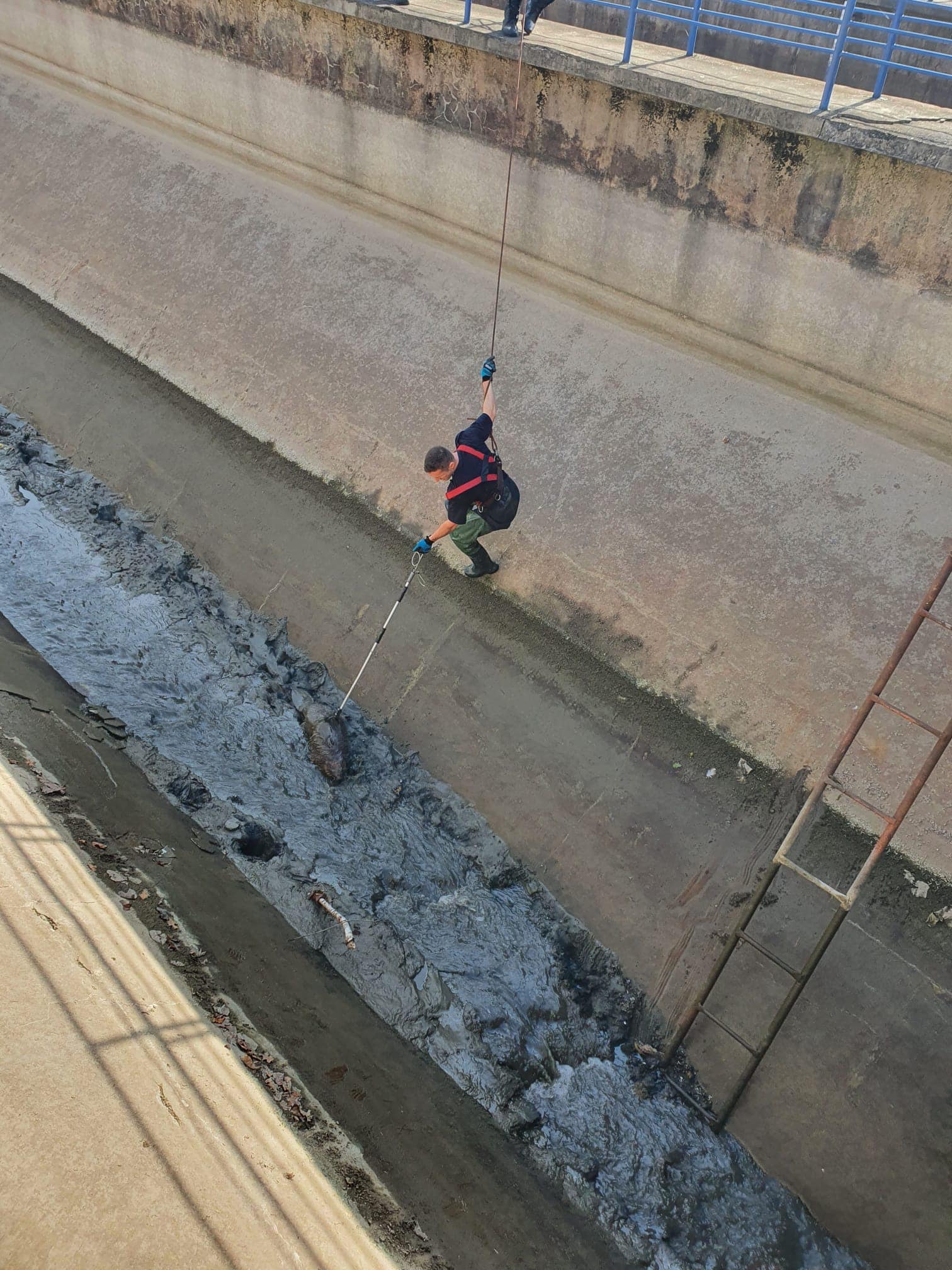 FOTO: Castor salvat de către pompierii orădeni 14.10.2022