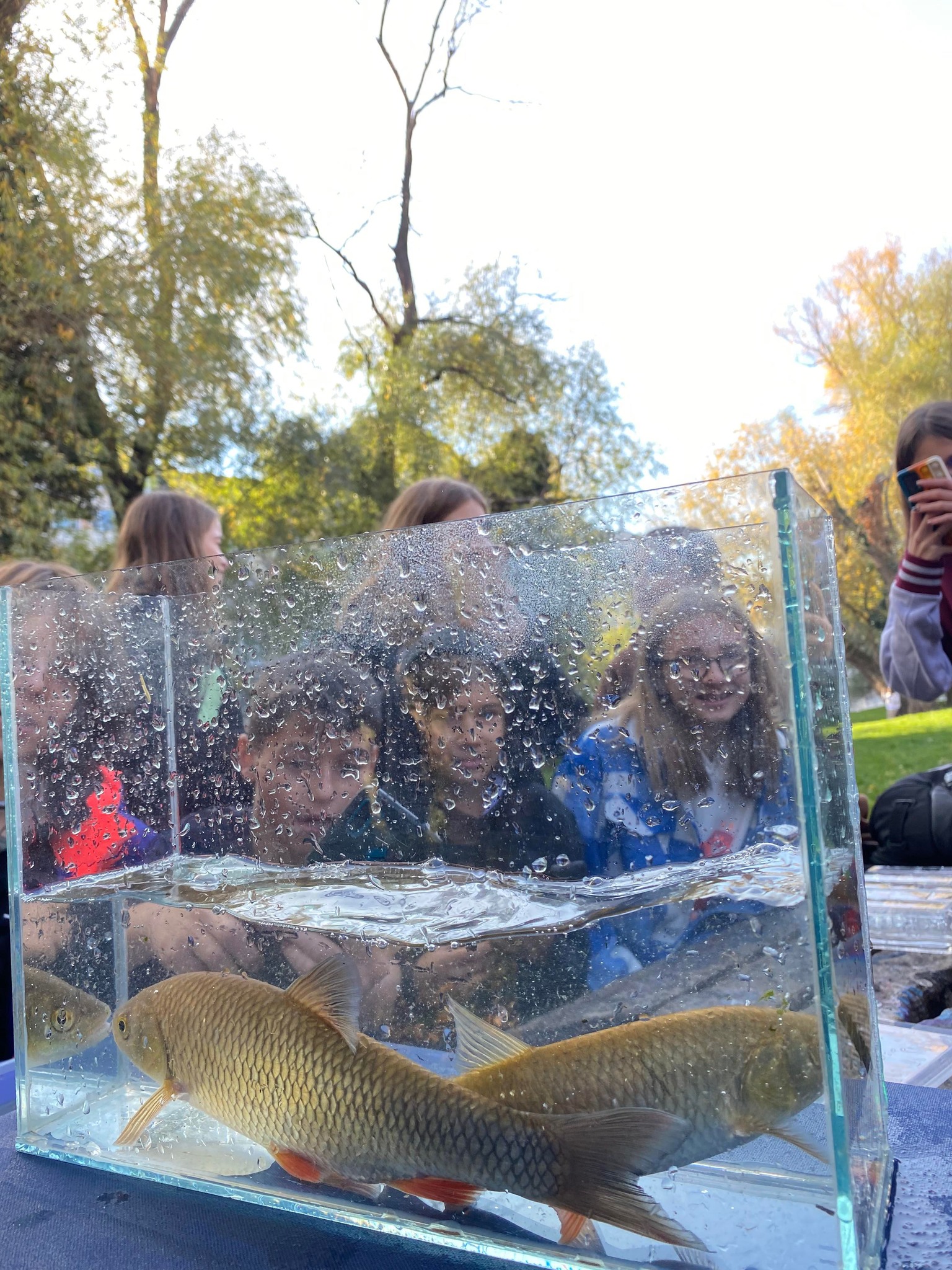 ateliere despre pești 14