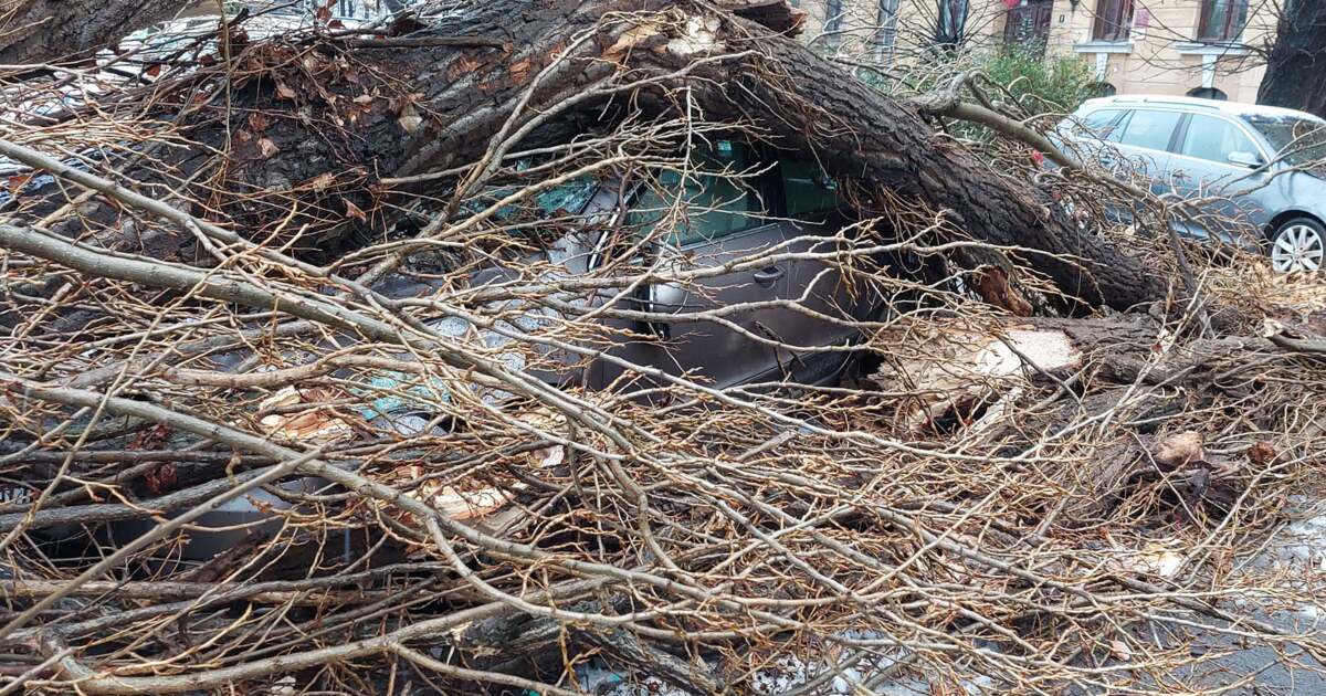 Un copac bătrân a căzut peste două mașini parcate în spatele liceului ...