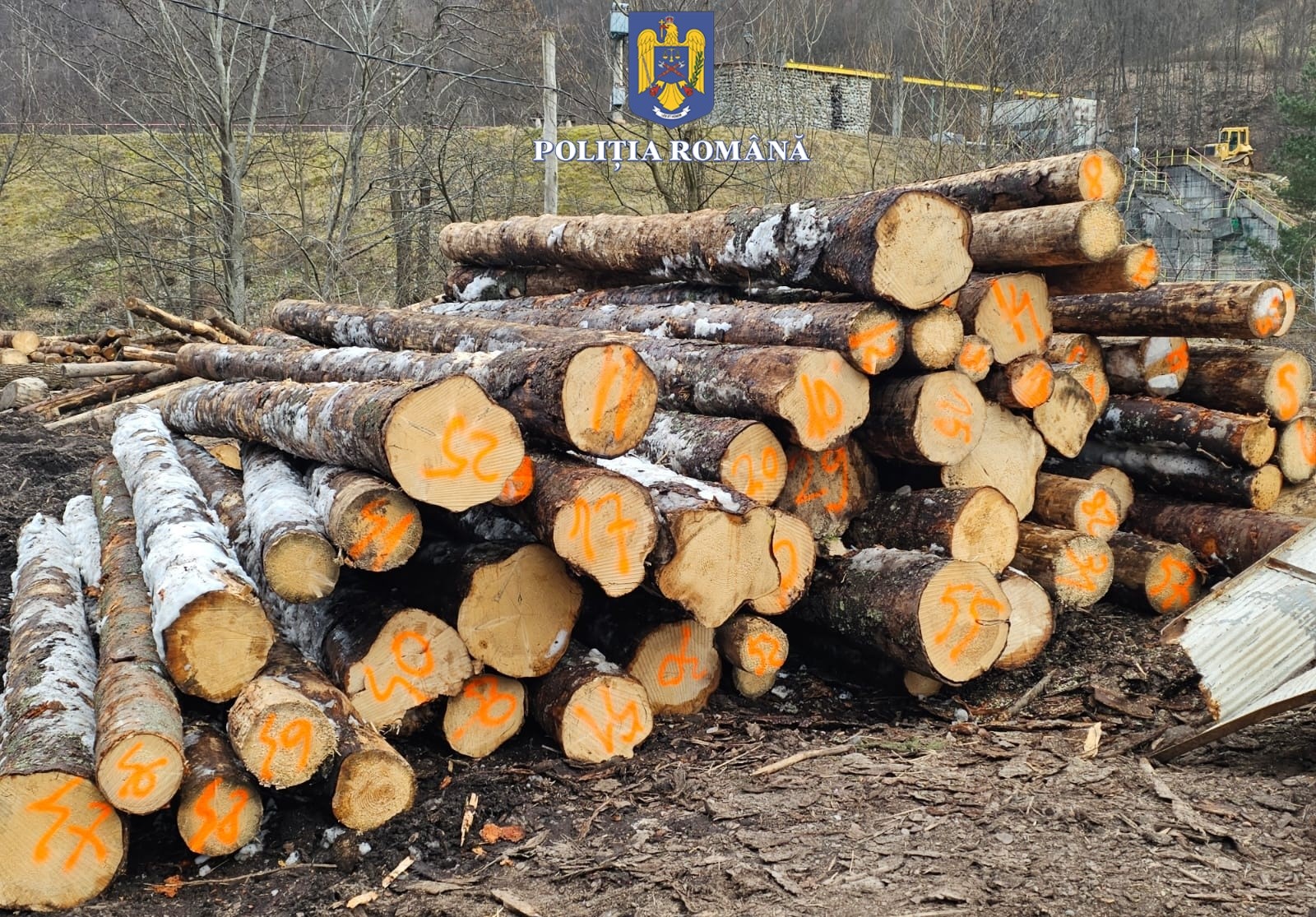 FOTO: Lemne confiscate 08.03.2023