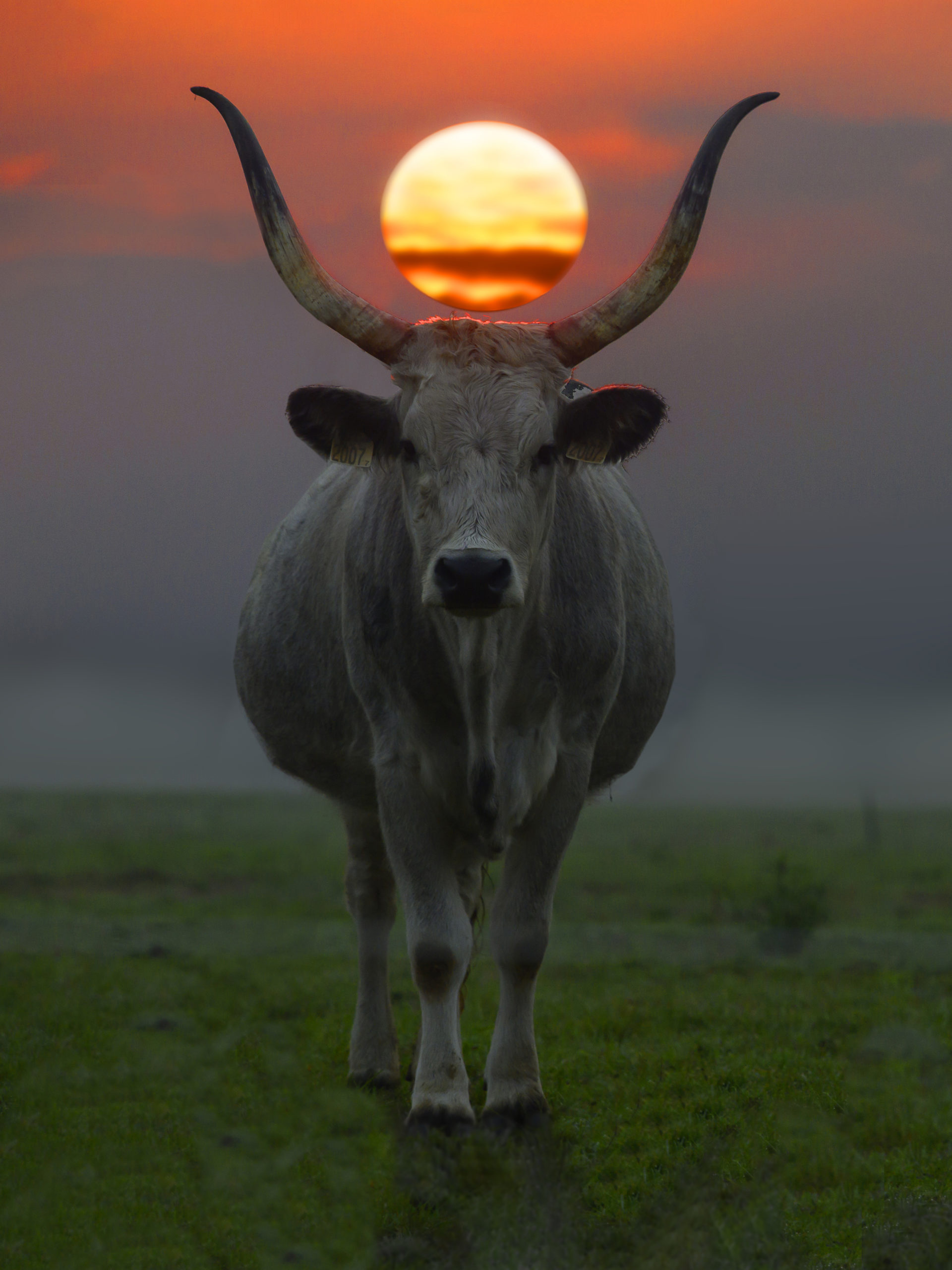 03-Expo HORTOBÁGY foto Moldován Mihály EFIAP s