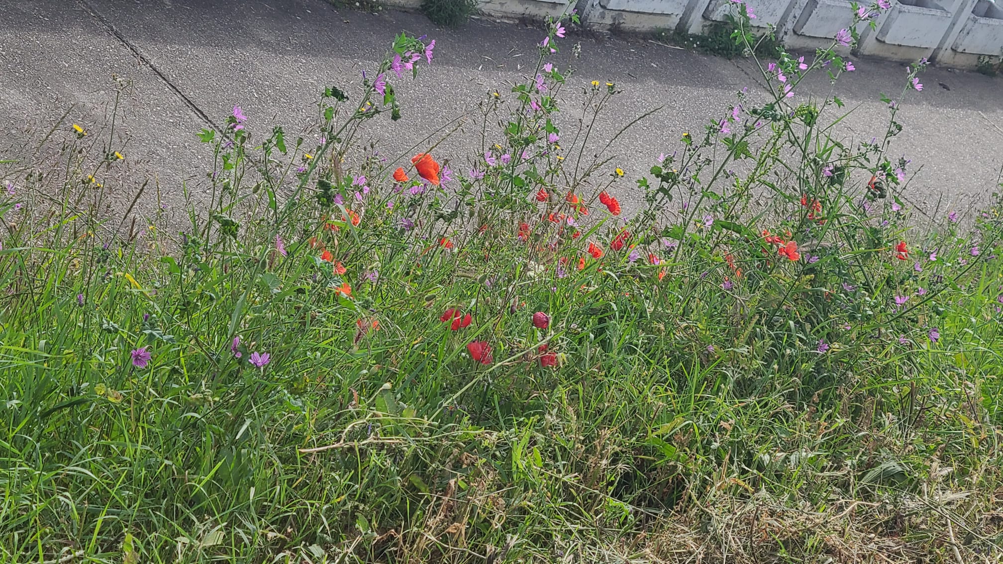 354439585_744801950983505_6925183733817636783_n