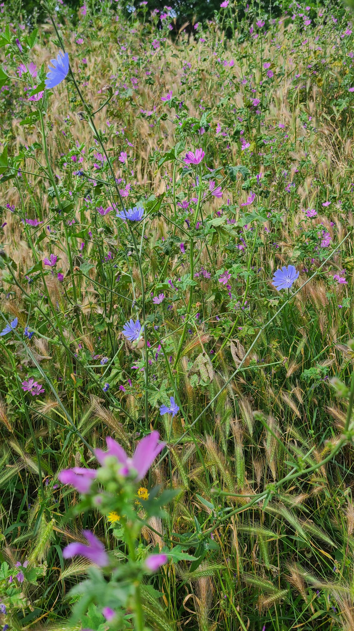 354455525_744802004316833_1029339295301299478_n