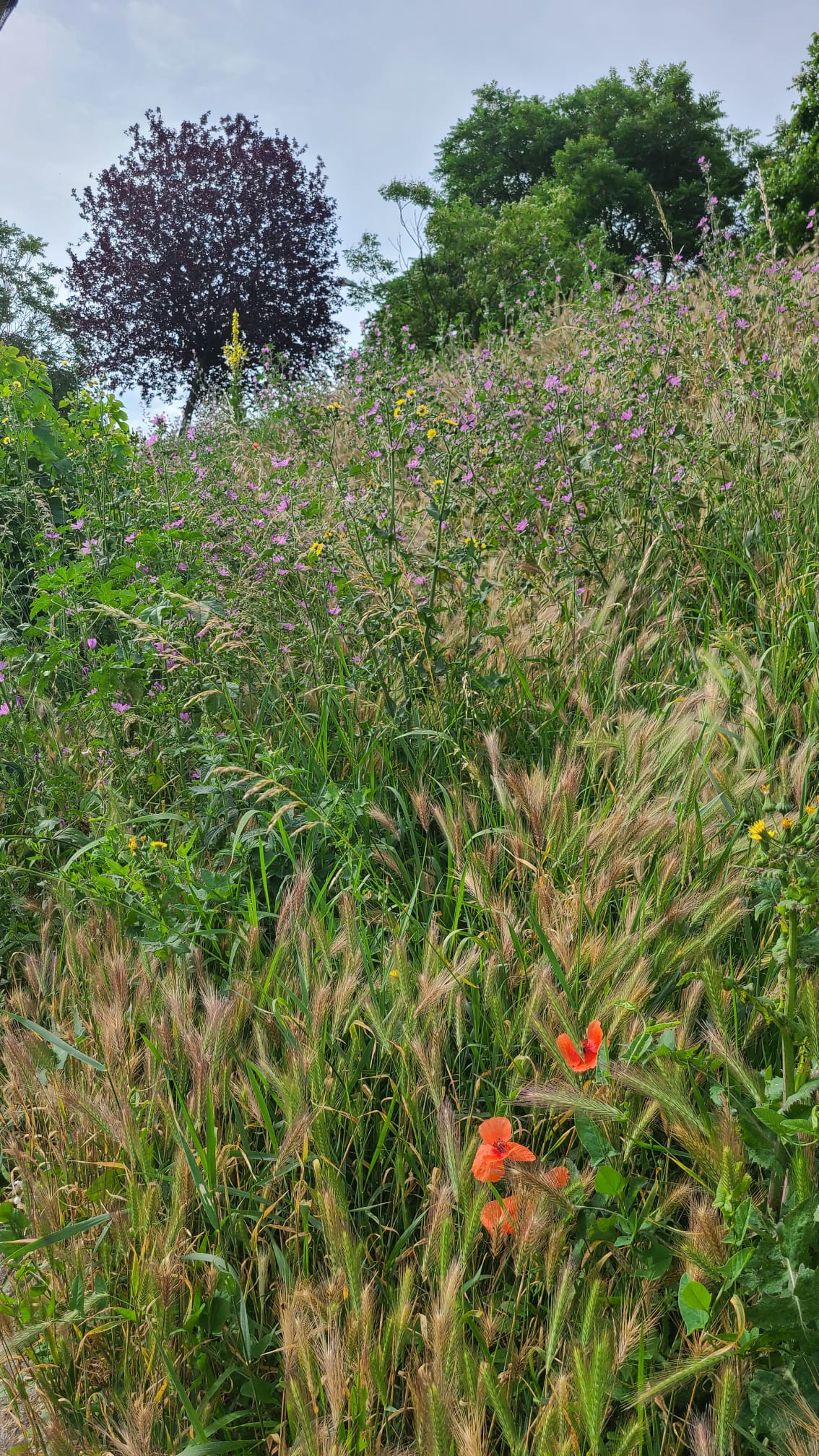 354467748_744801924316841_6485053332727150156_n