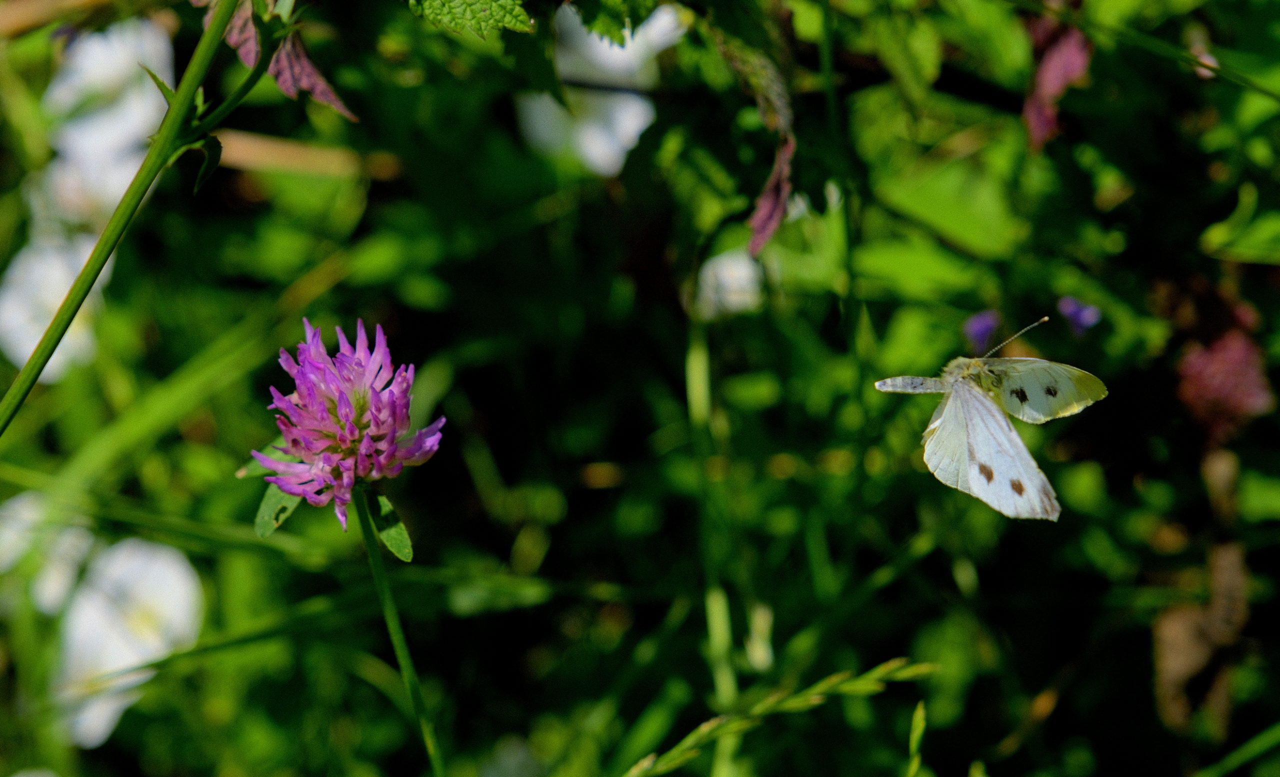 piata centrala nufarul (1)