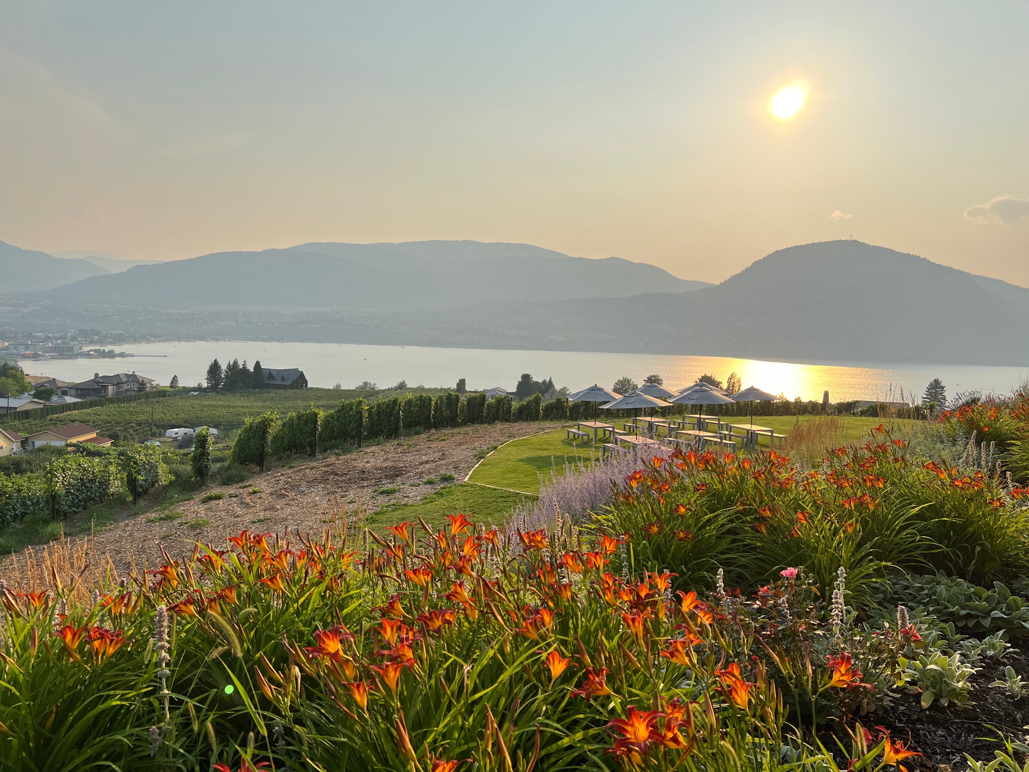 Foto Laura Haiduc Harris (1)