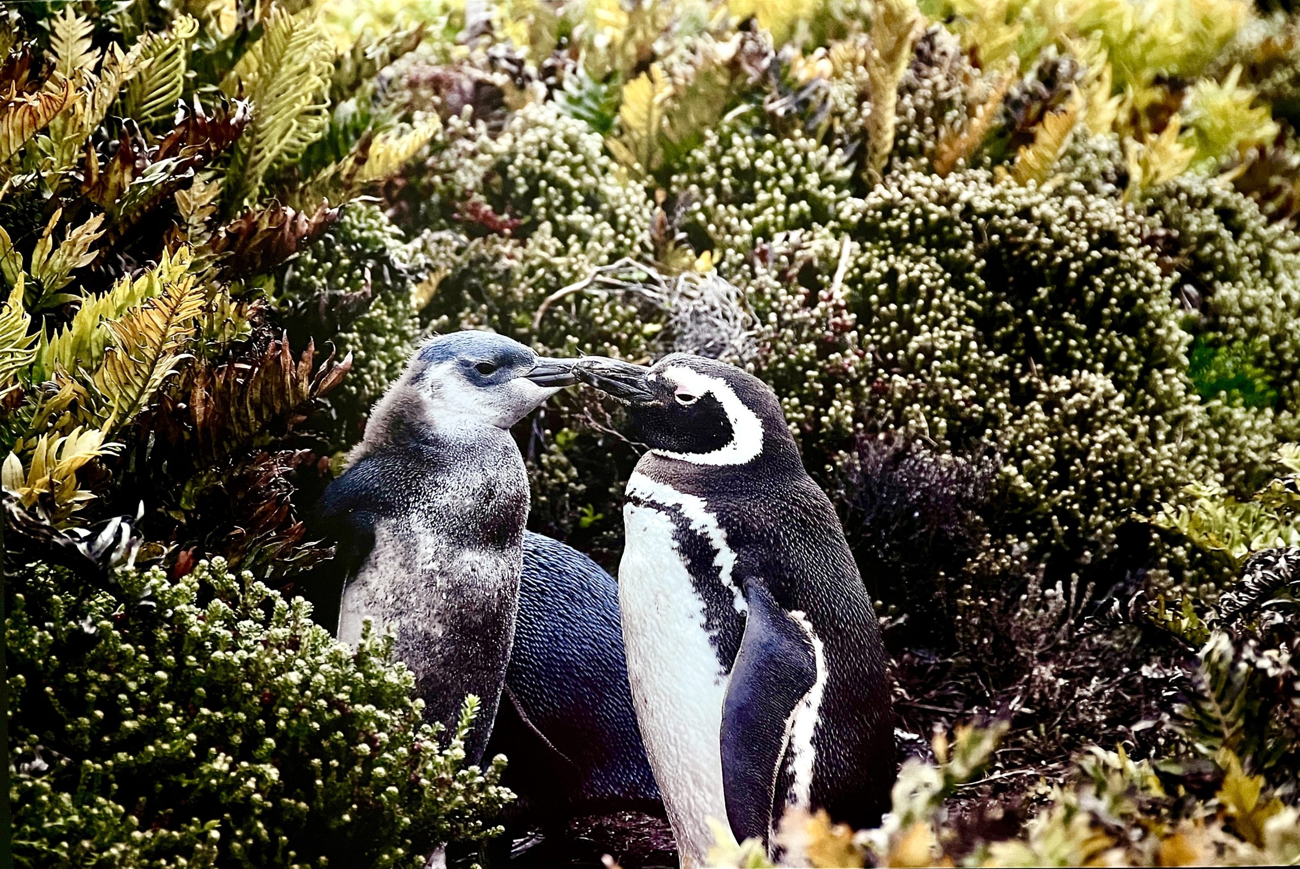 Foto Laura Haiduc Harris (3)