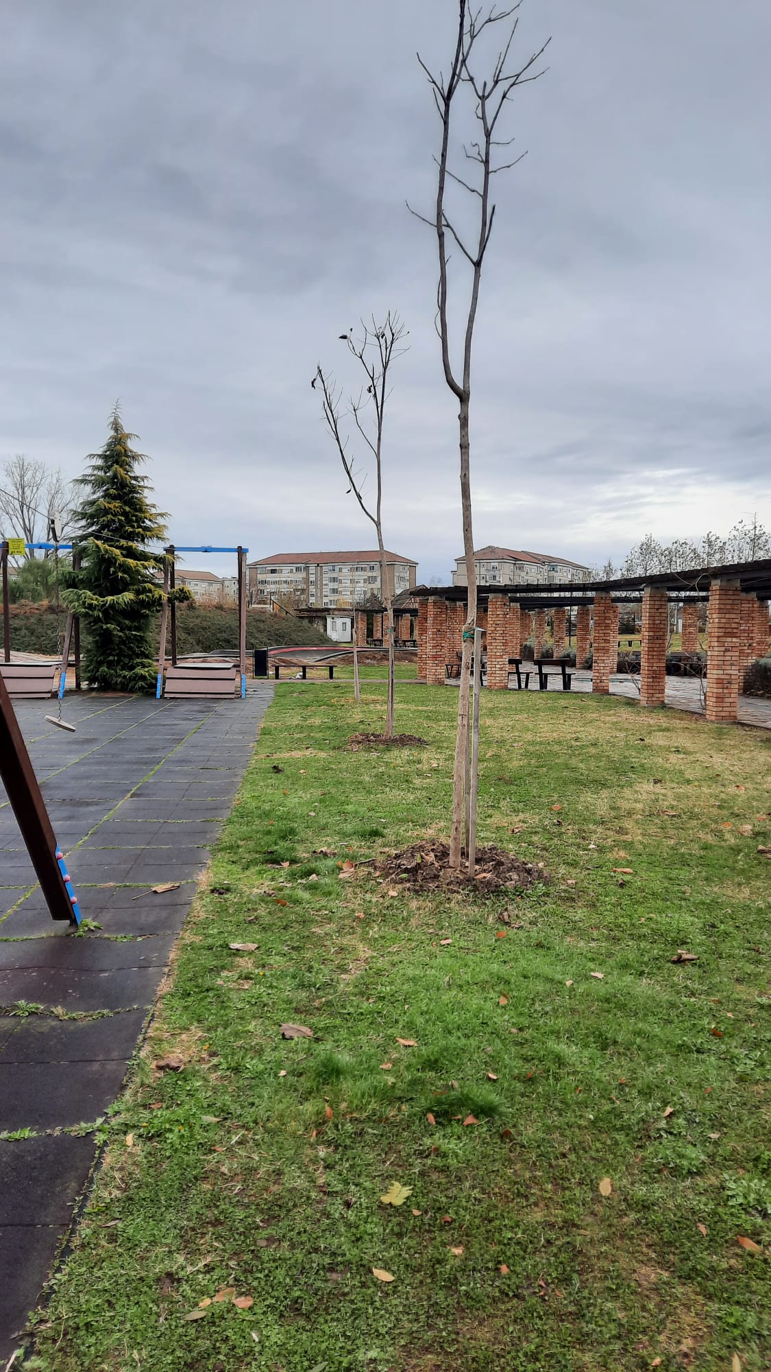 FOTO: 500 de arbori au fost plantați în decursul unei luni în mai multe zone din Oradea, 29.11.2023