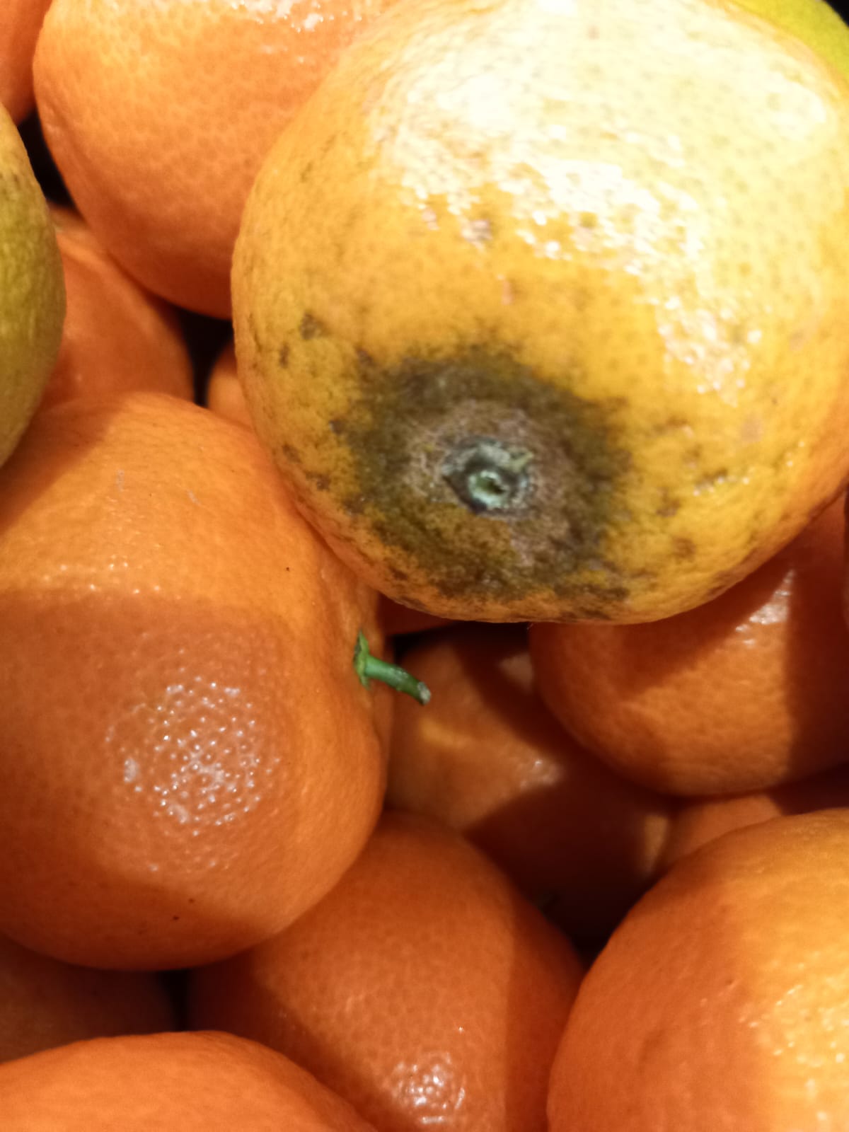 WhatsApp Image 2023-12-11 at 17.13.04 (3)