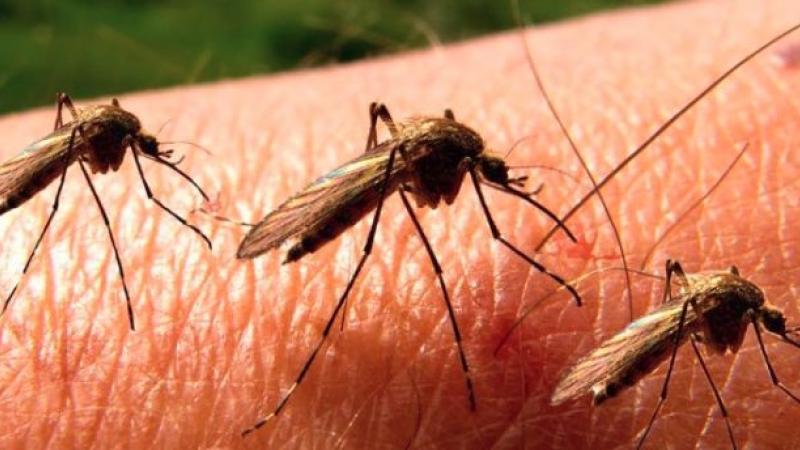 Malaria, din înțepăturile țânțarilor