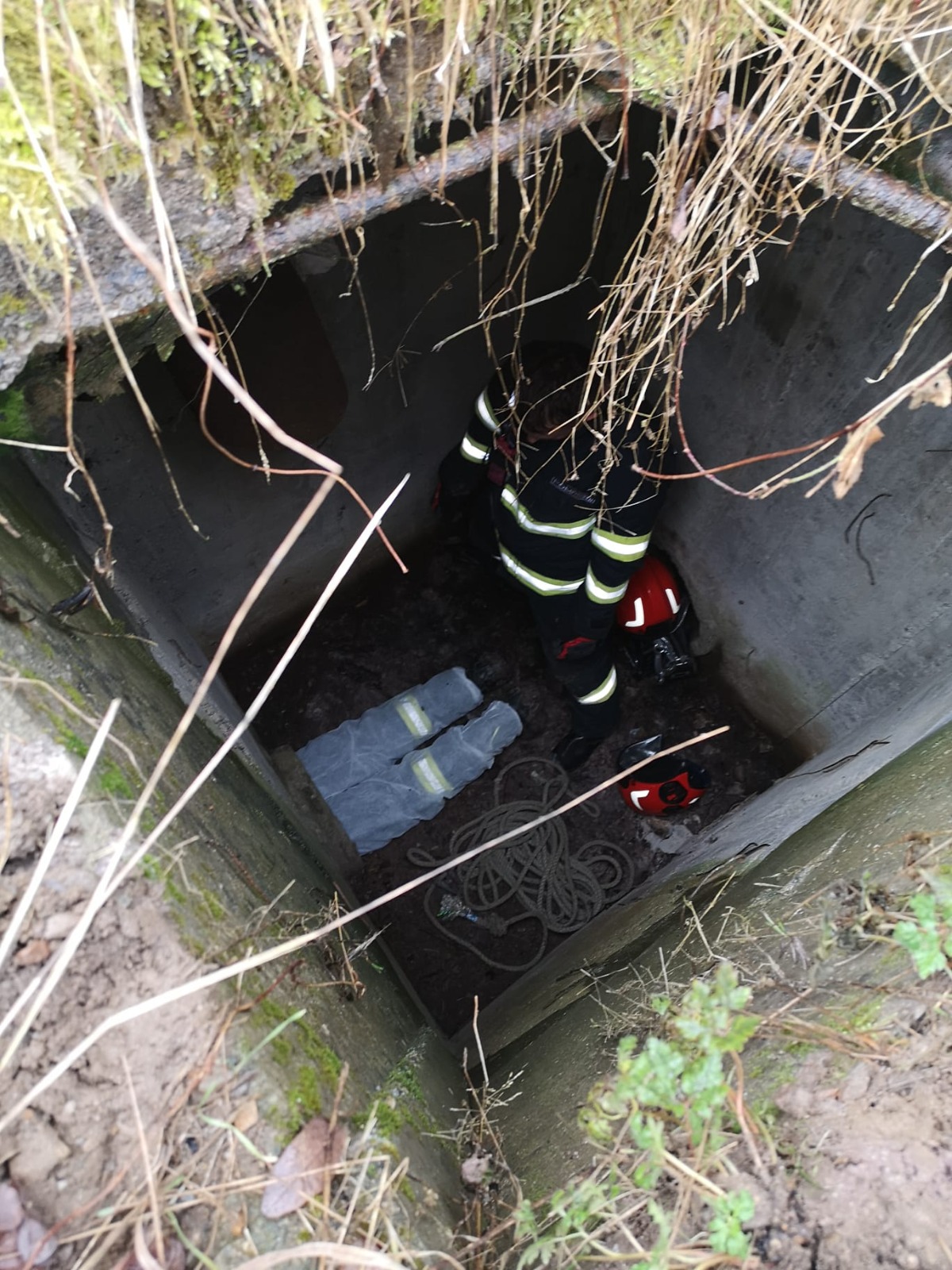 ISU catel suncius (3)