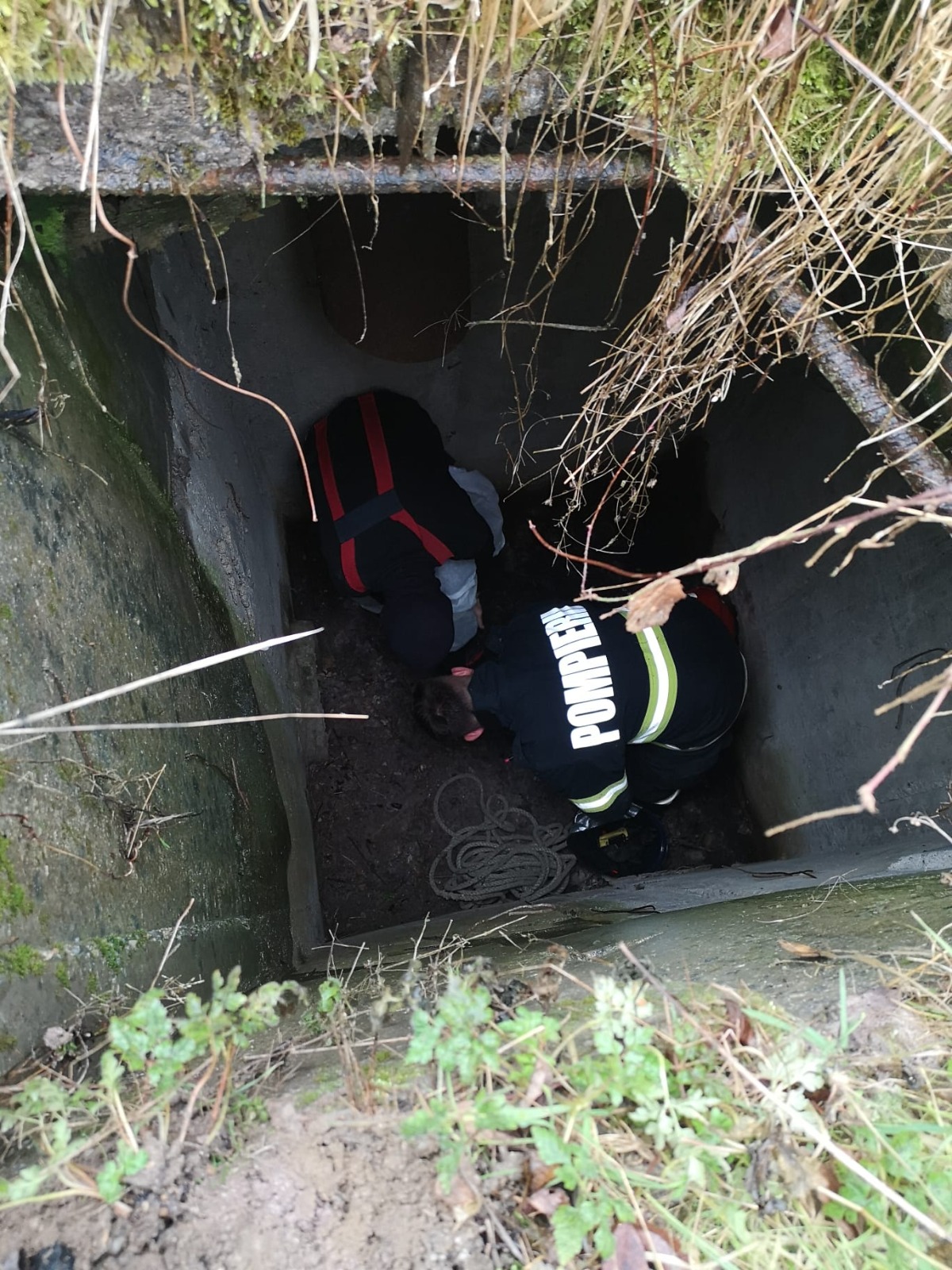 ISU catel suncius (7)