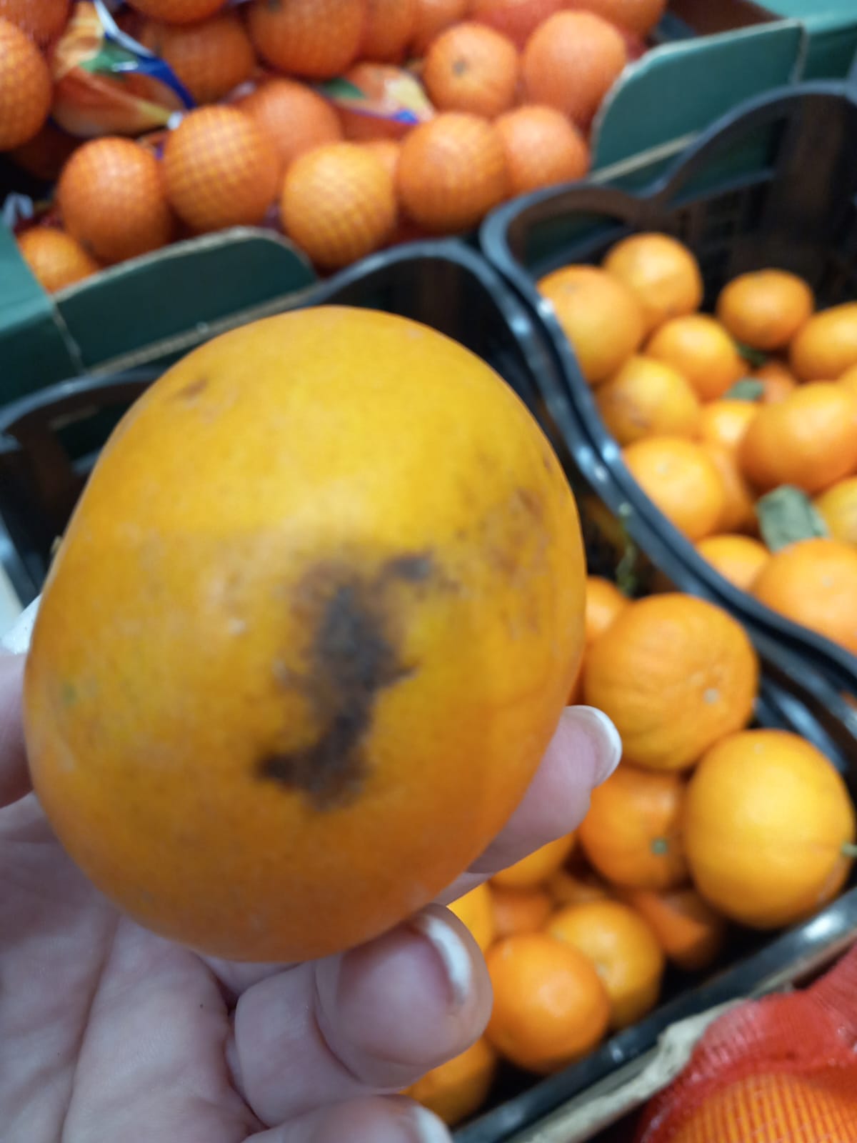 WhatsApp Image 2024-02-08 at 19.41.50 (1)