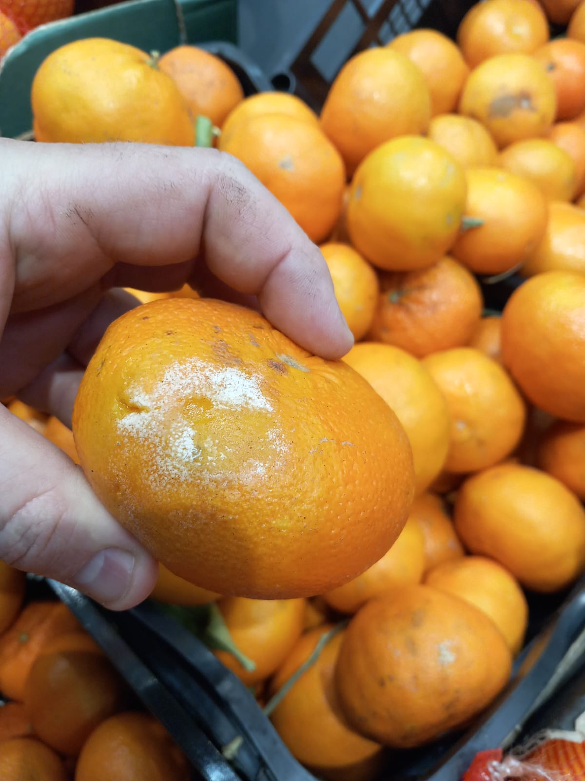 WhatsApp Image 2024-02-08 at 19.41.50