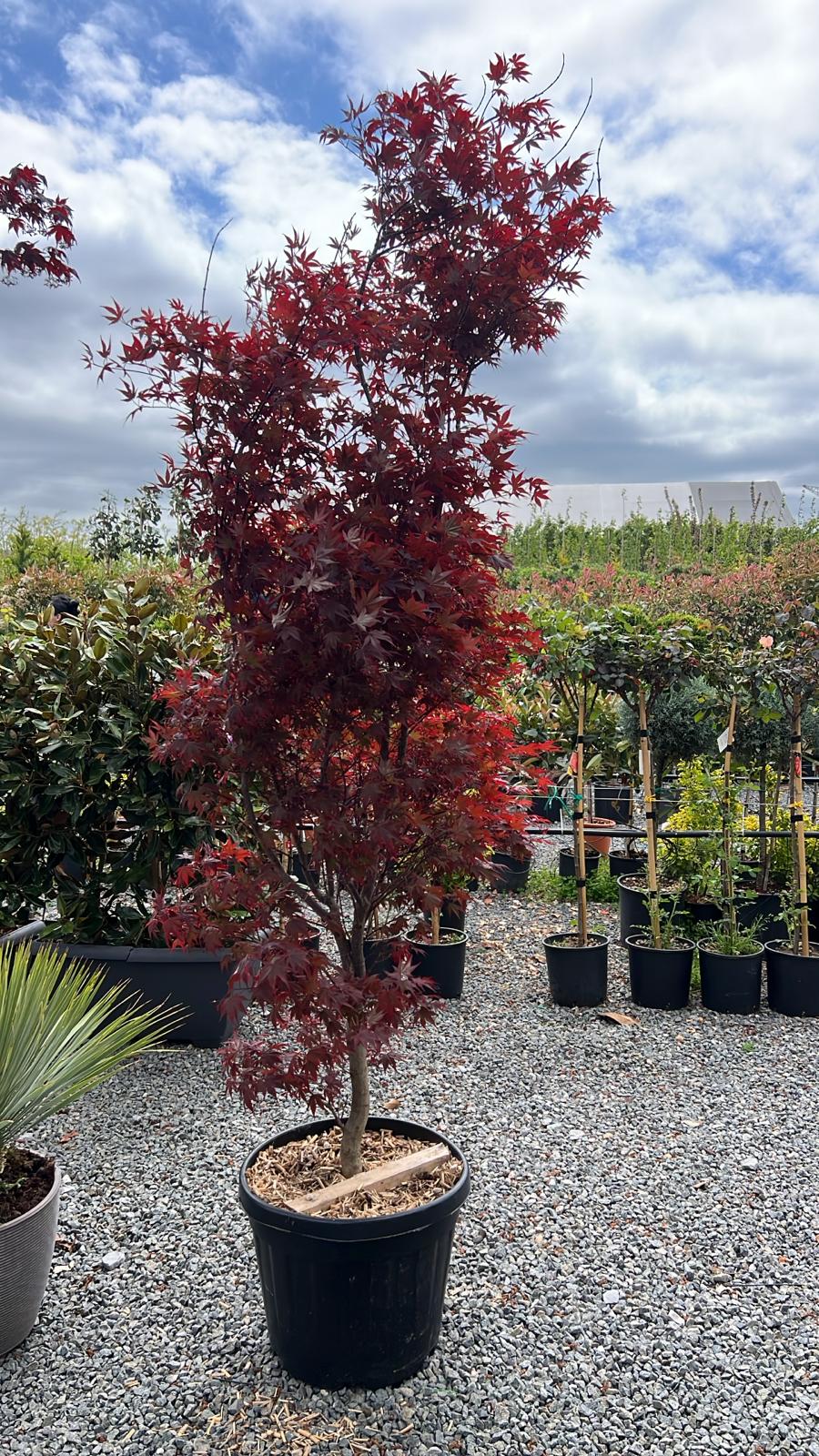 WhatsApp Image 2024-02-12 at 16.53.22 (3)