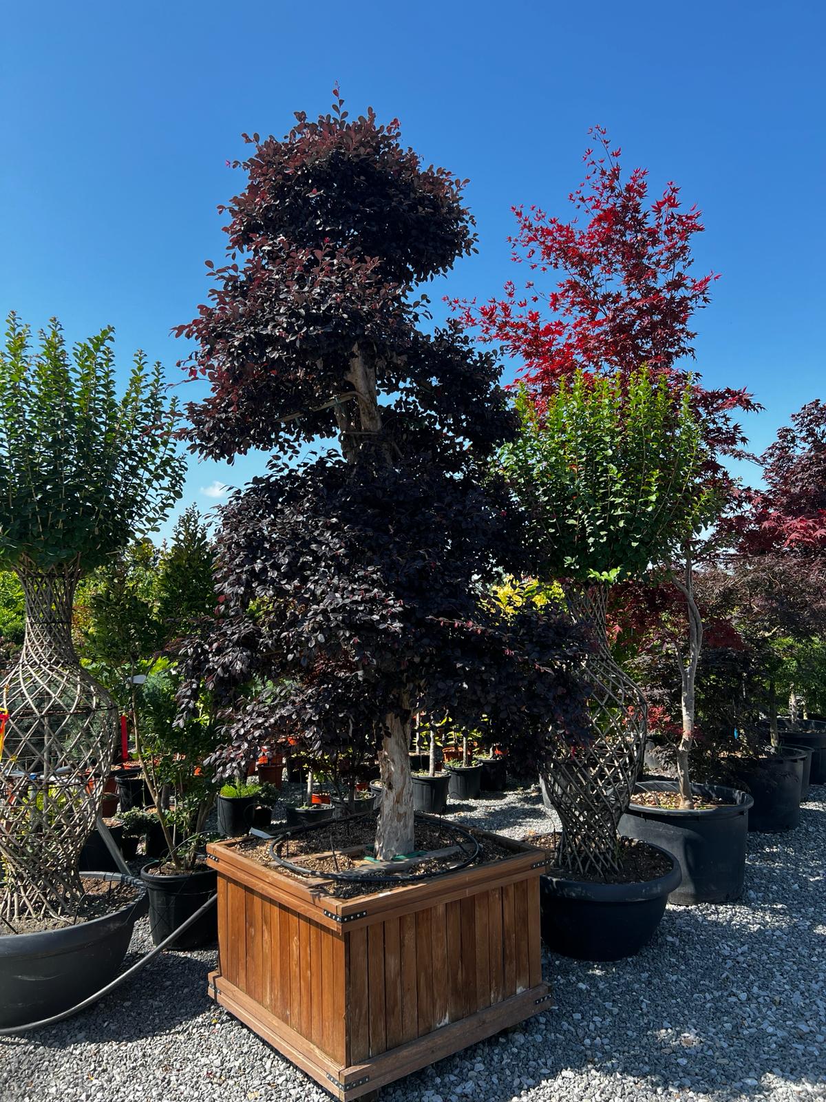 WhatsApp Image 2024-02-12 at 16.53.22 (9)