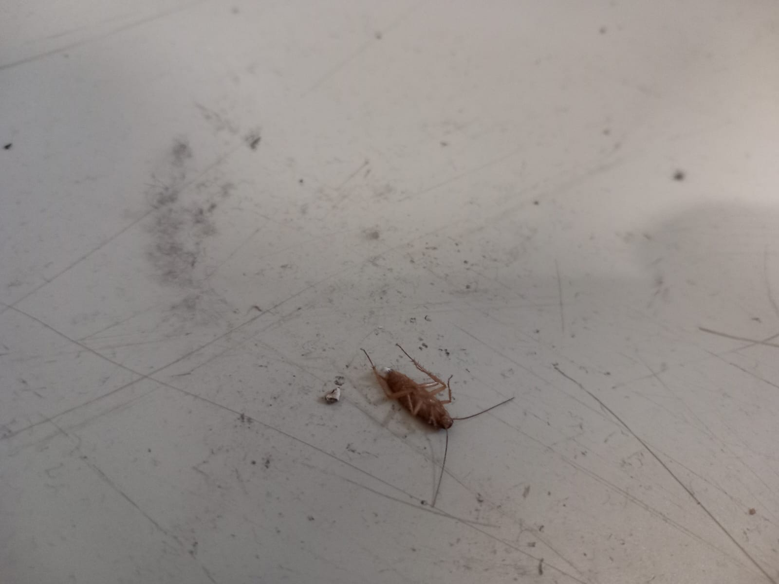 WhatsApp Image 2024-02-27 at 11.36.13