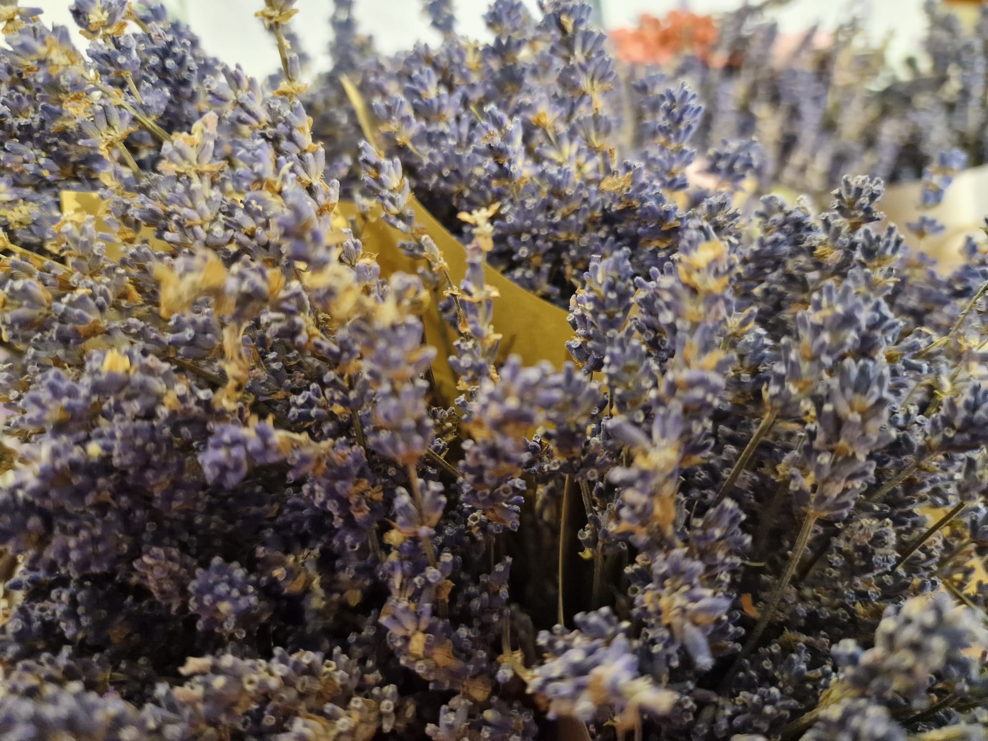 WhatsApp Image 2024-04-17 at 17.15.36 (2)