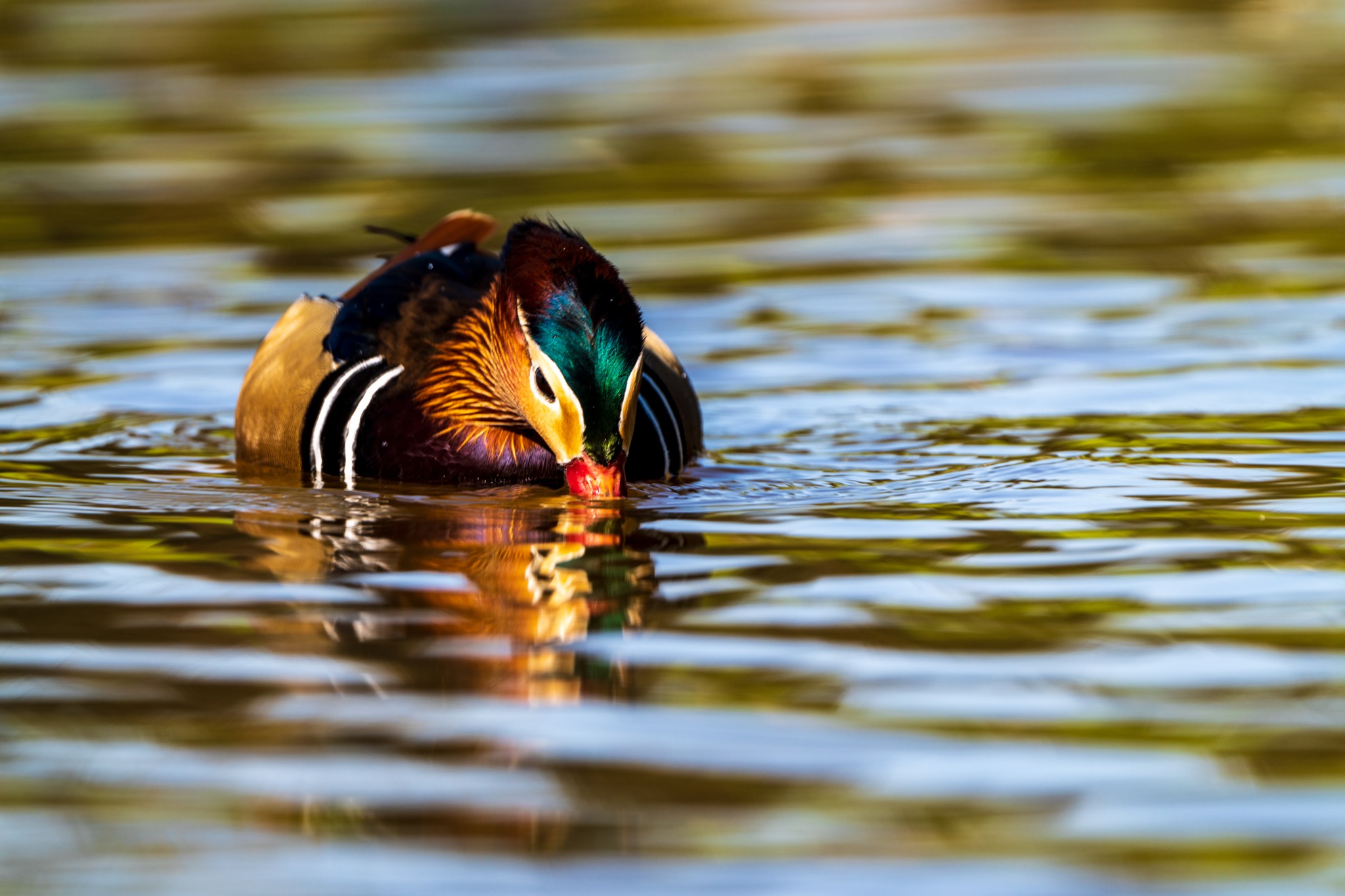 Rață mandarin 21.10.2024; Foto: Aurelian Miu