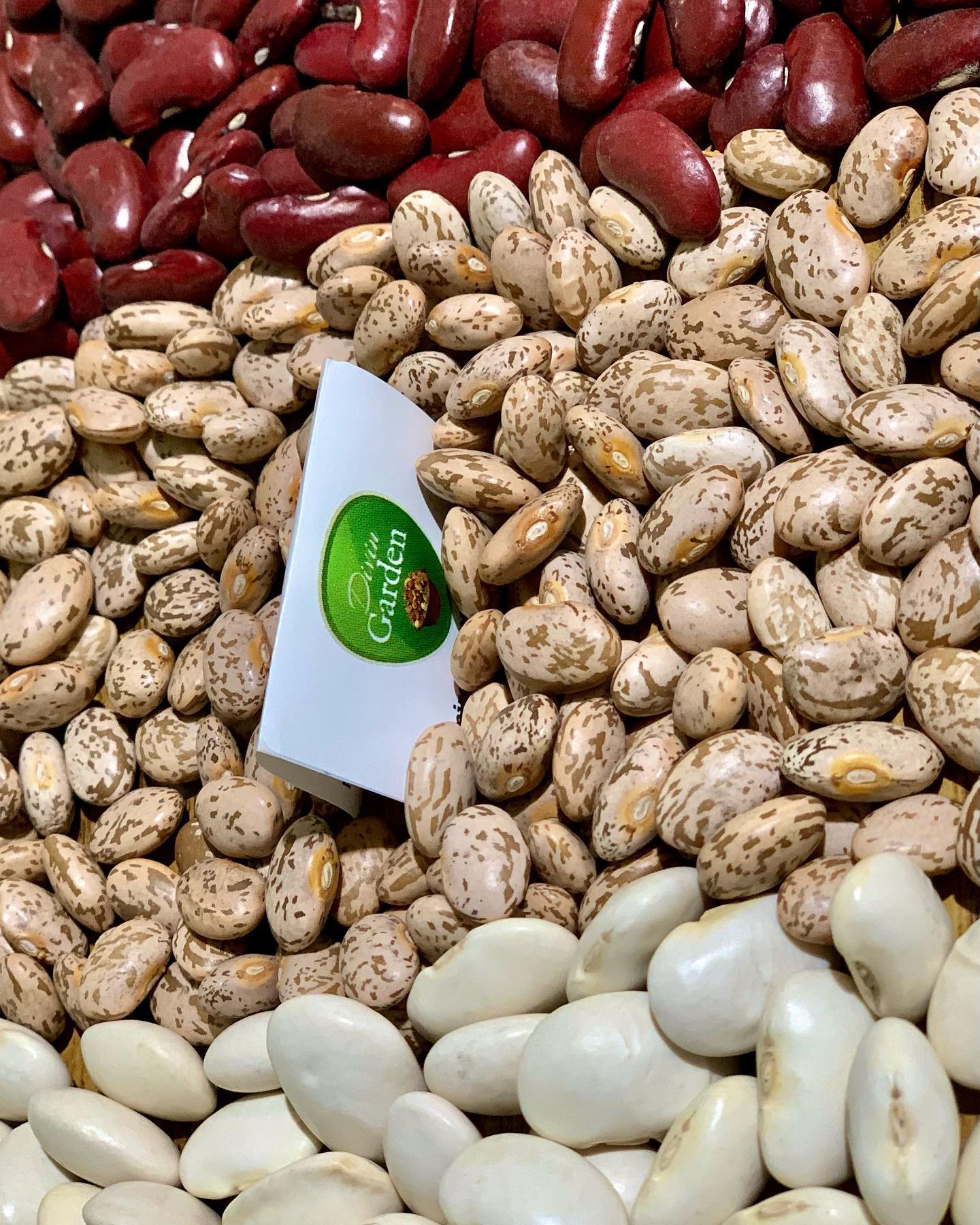 140548732_2418483498298545_5318092193115611813_n